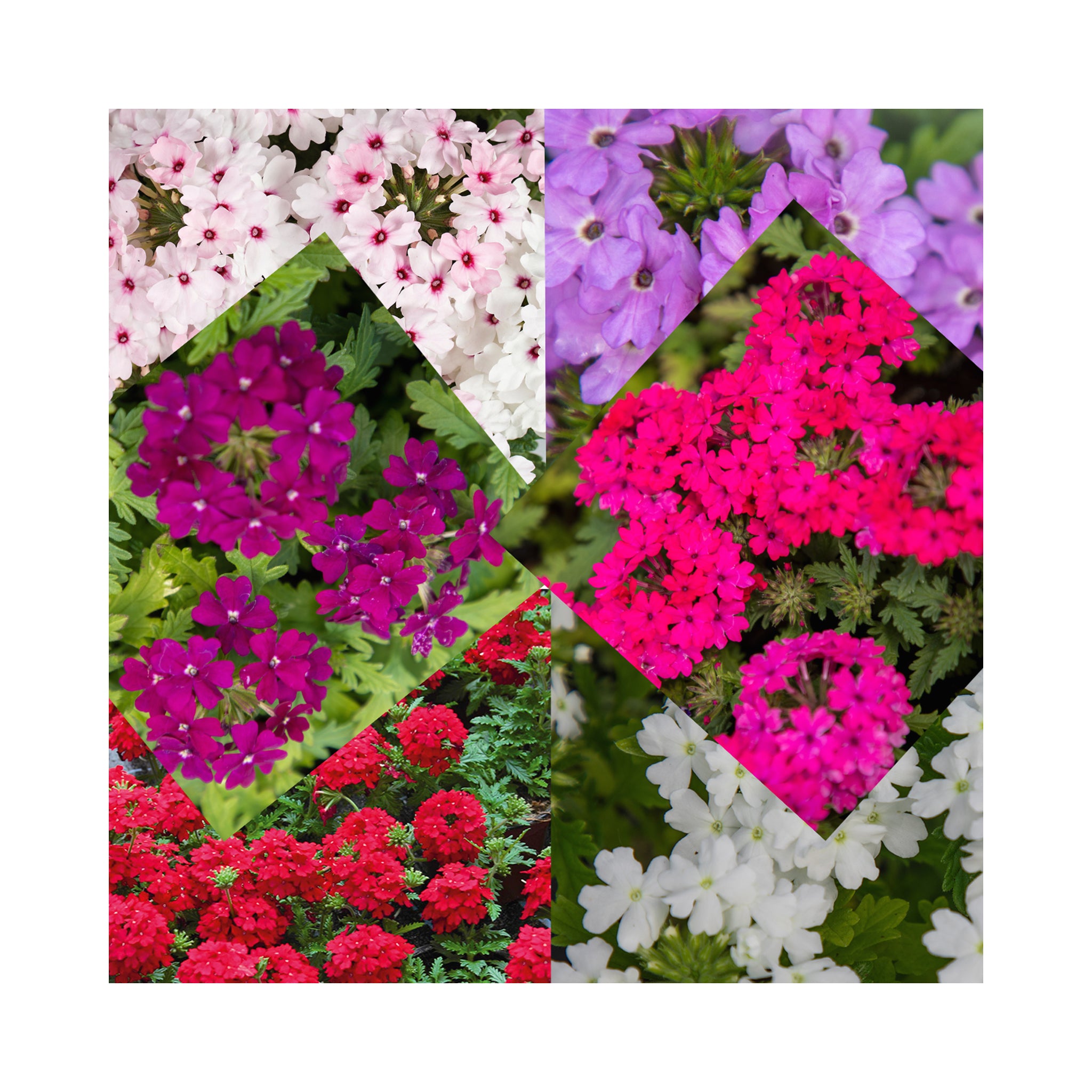 Verbena Starter Plant Collection 6 plants