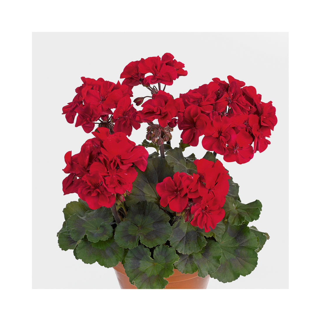 Upright Geranium Abelina