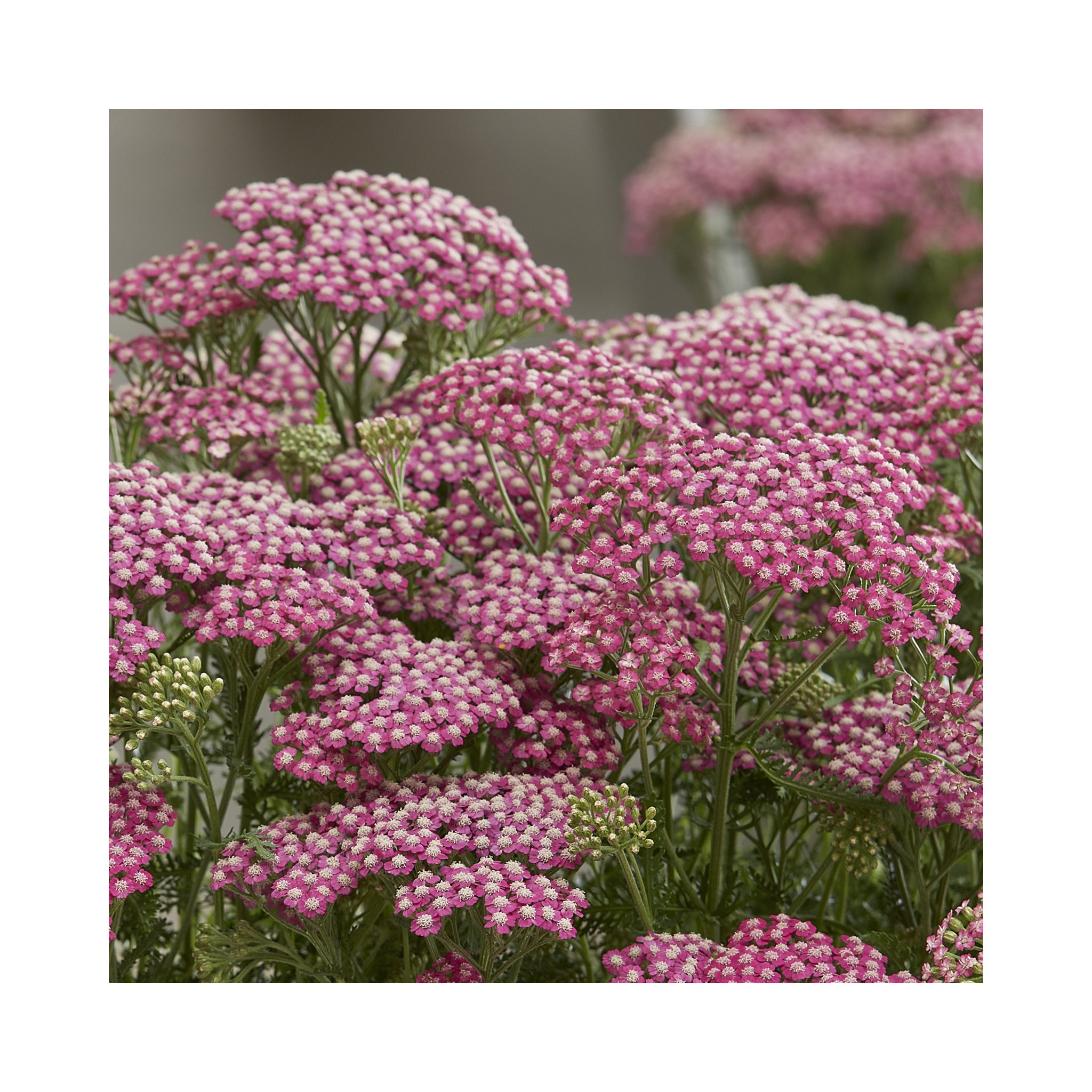 Achillea Tutti Fruitti Pink Grapefruit