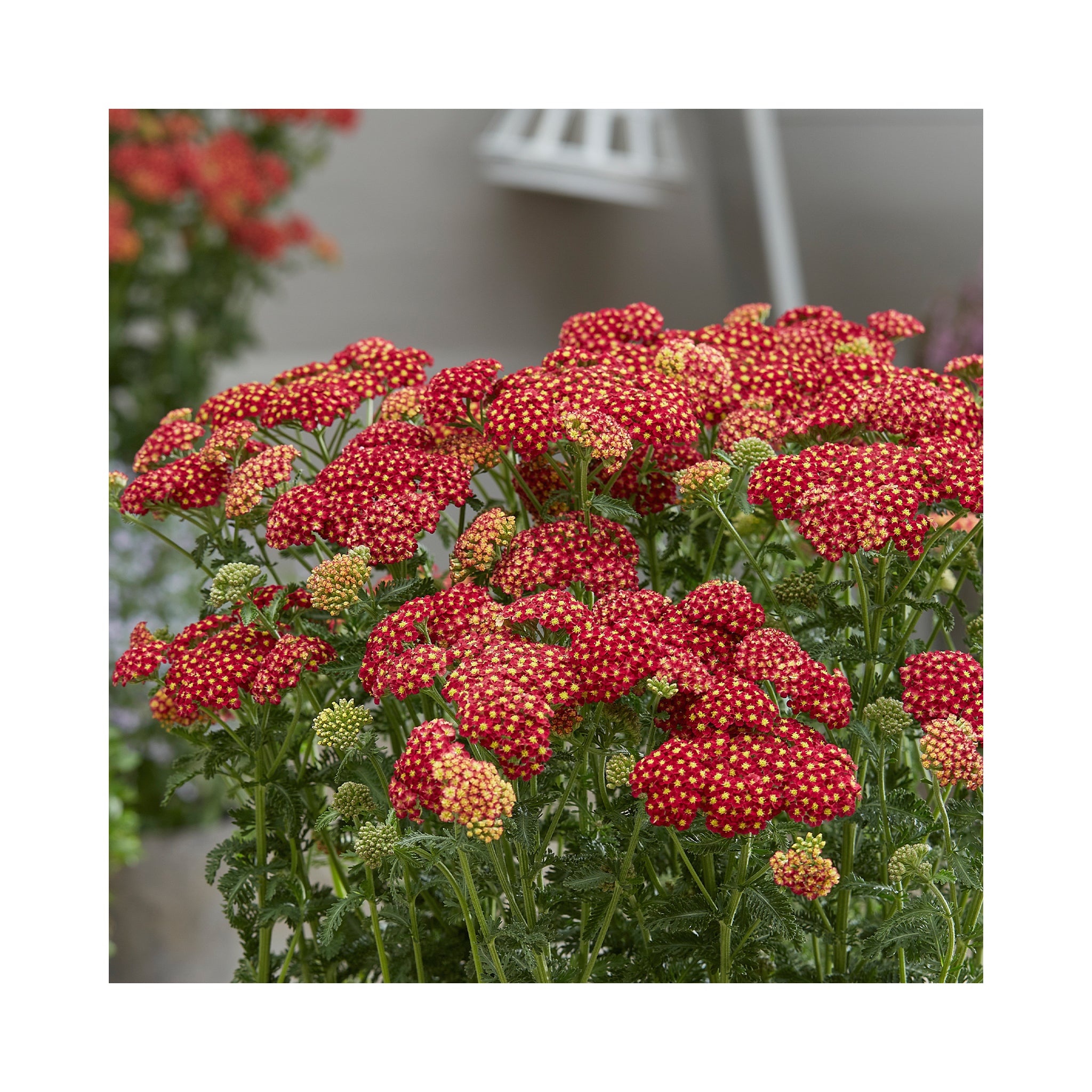 Achillea Strawberry Seduction