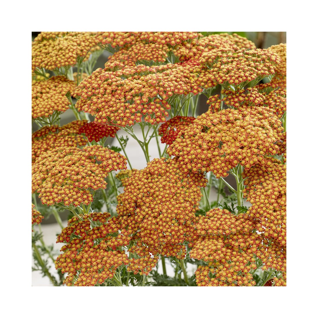 Achillea Sassy Summer Sunset