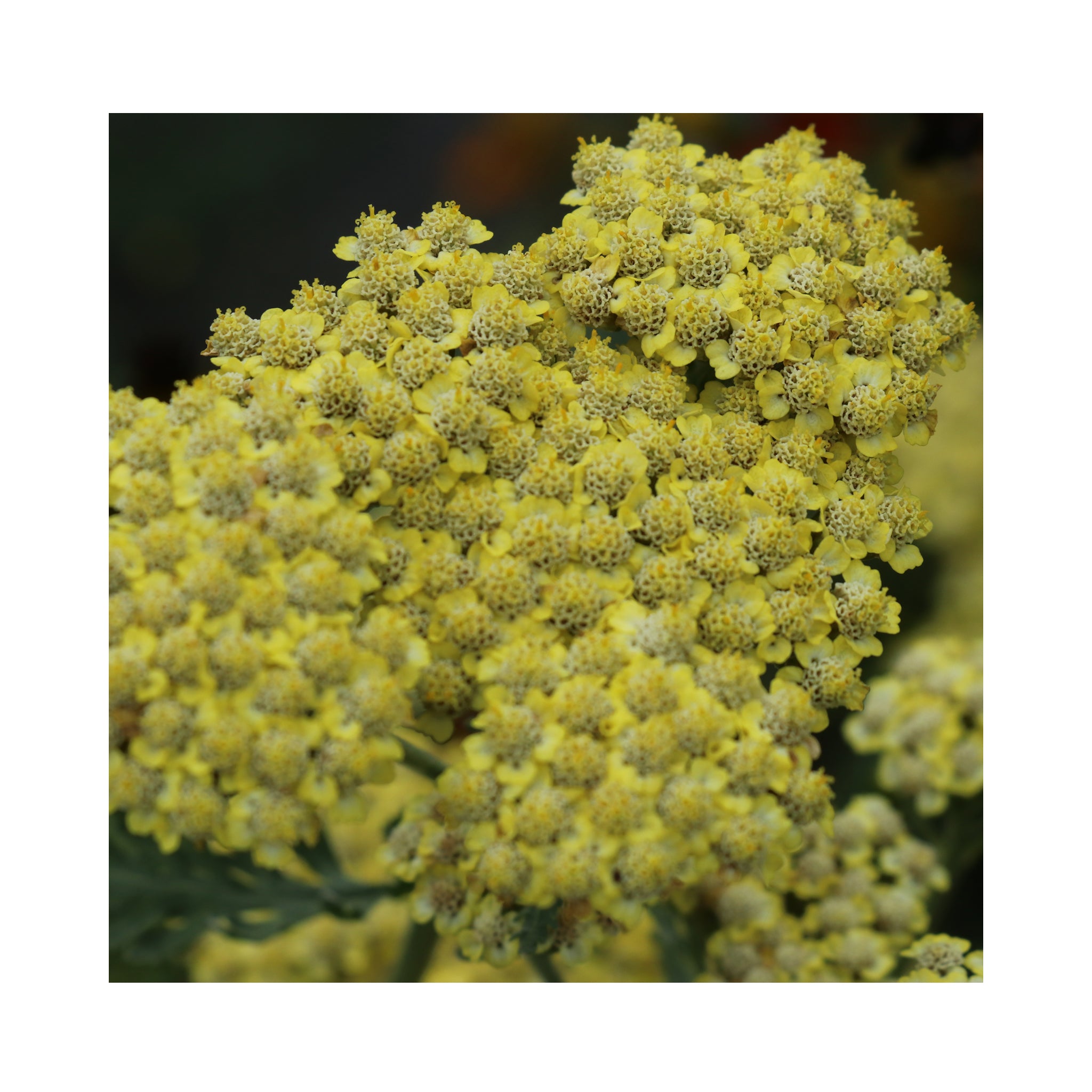 Achillea Sassy Summer Lemon