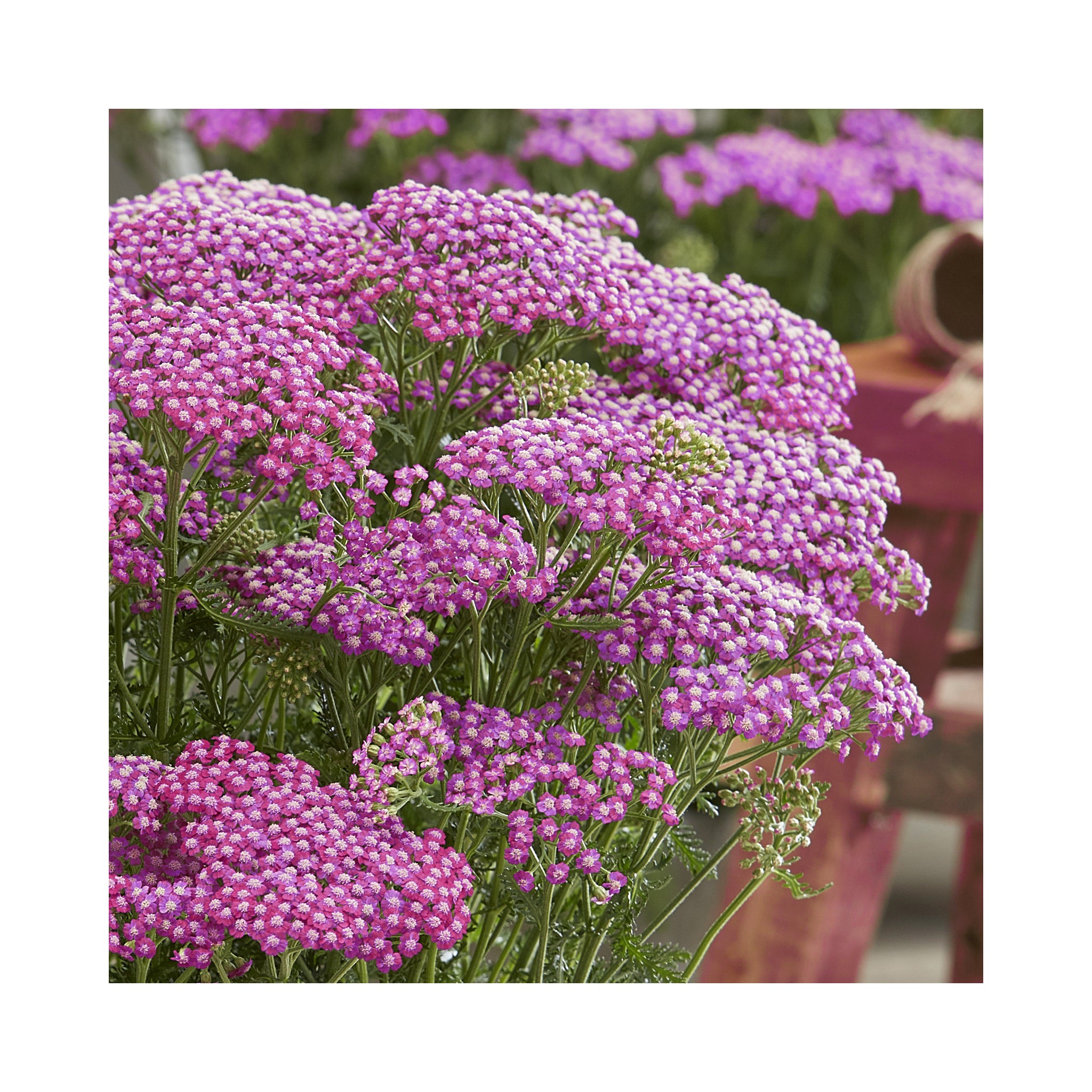 Achillea Sassy Summer Taffy