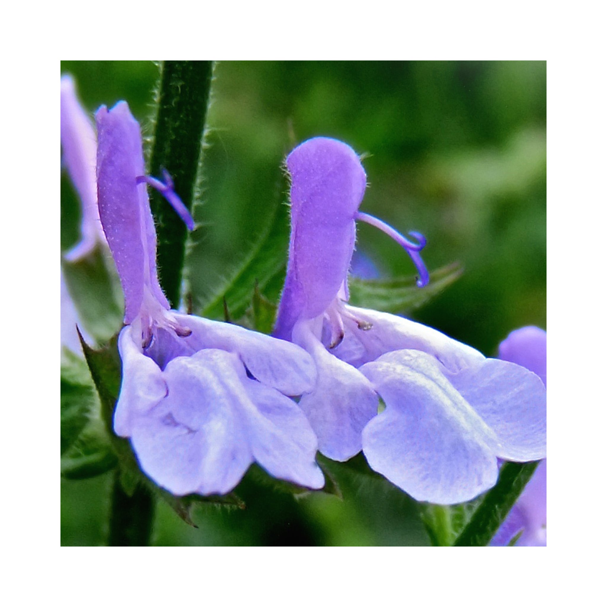 Salvia African Skies