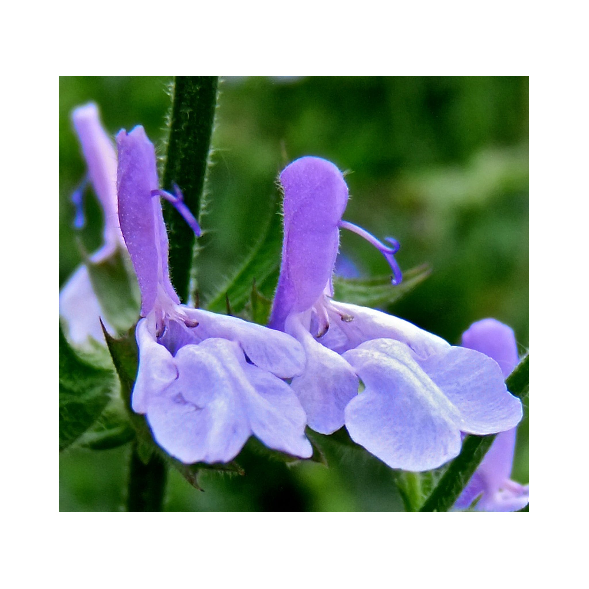 Salvia 9cm plant Collection, 6 different varieties