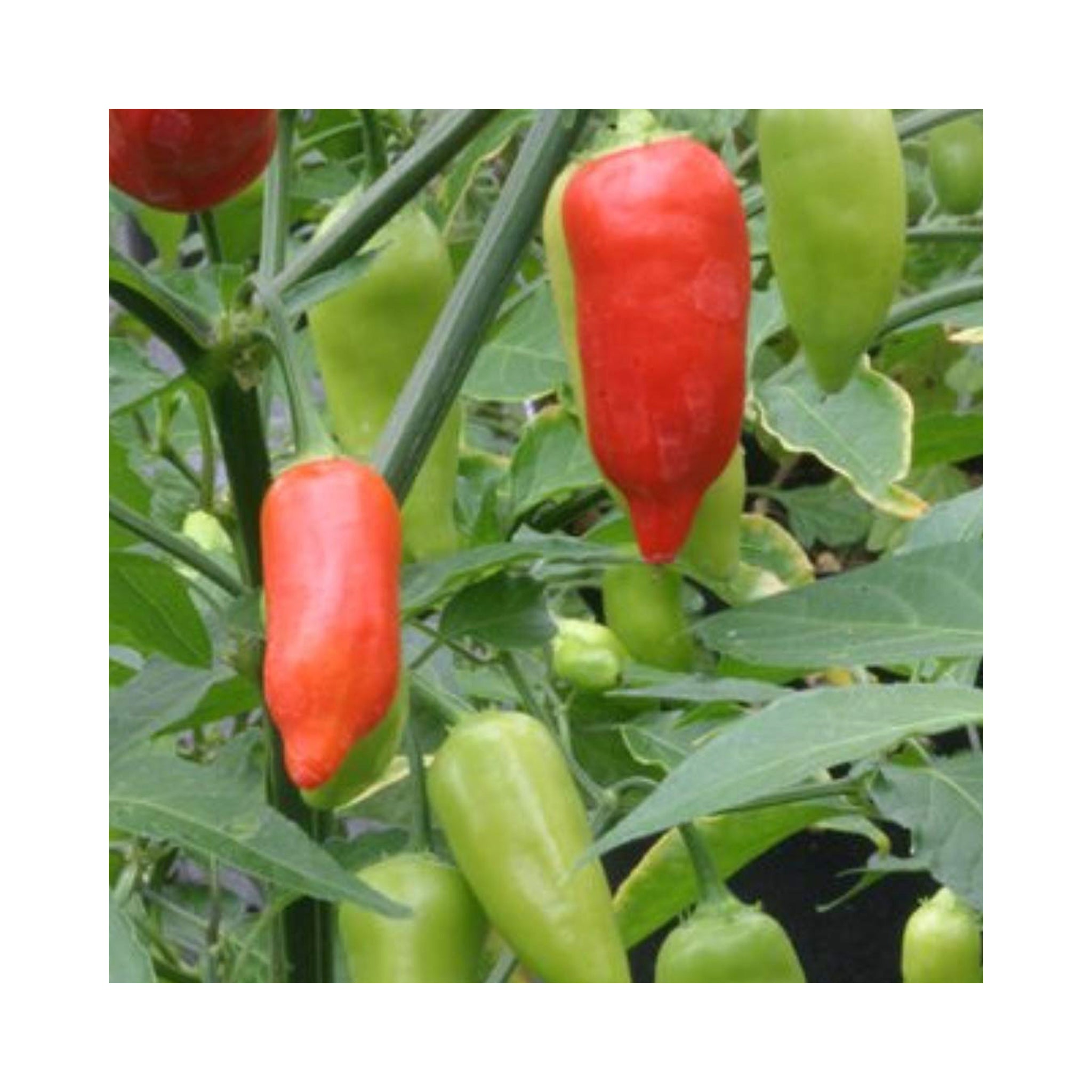 Chilli Aji Benito Plant