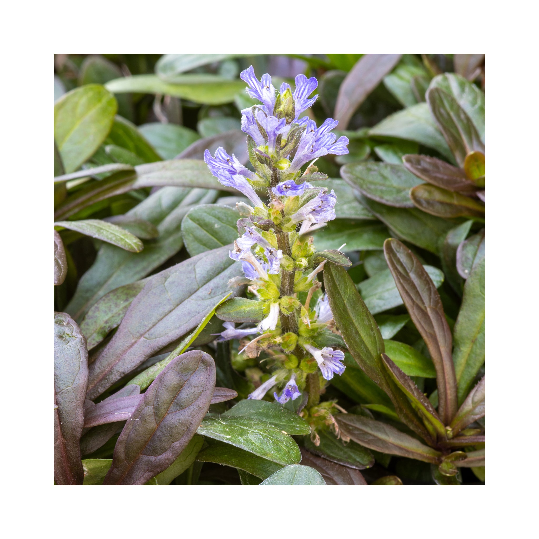 Ajuga Choc Chip