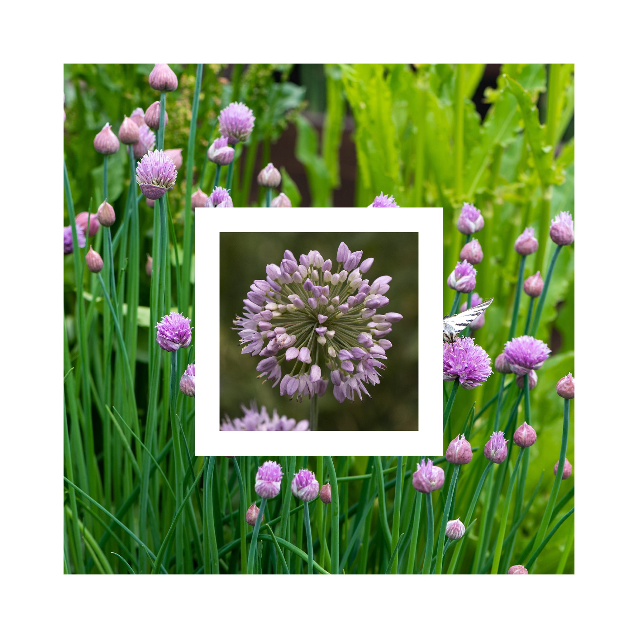 Allium &