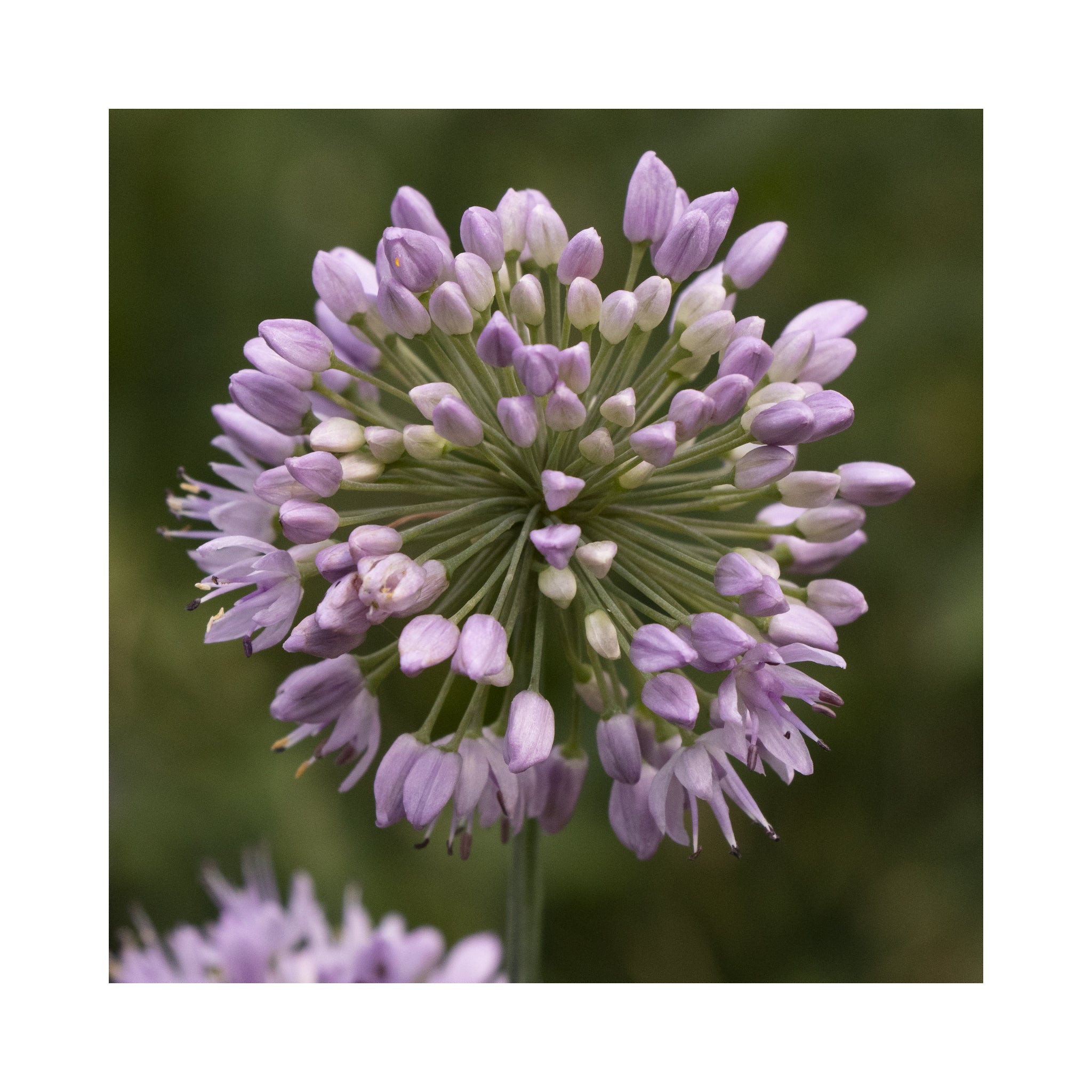 Allium &