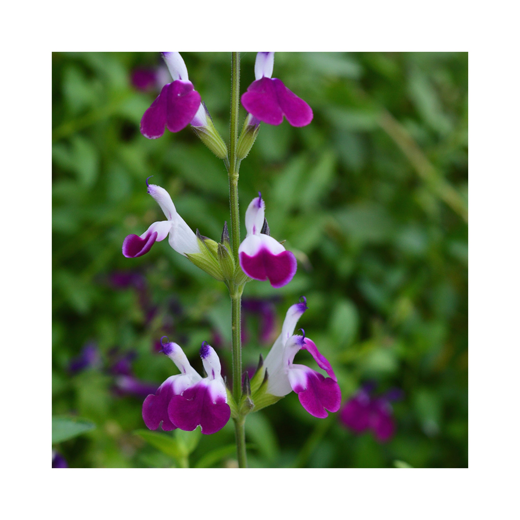 Salvia Amethyst Lips