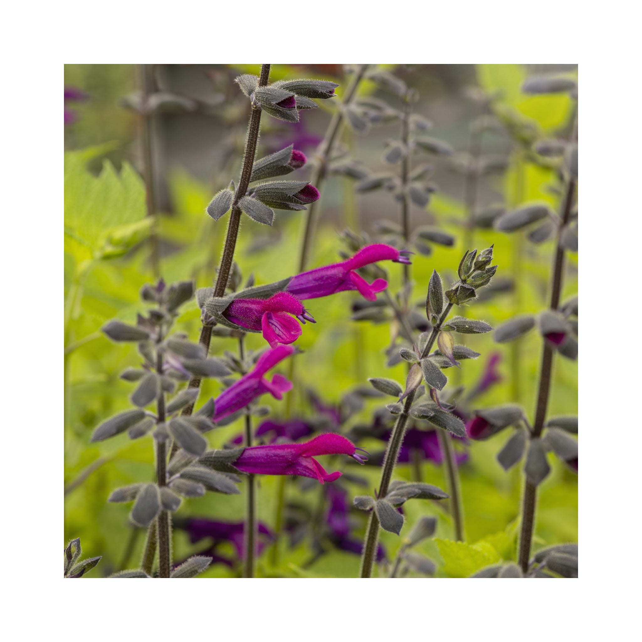 Salvia Amigo