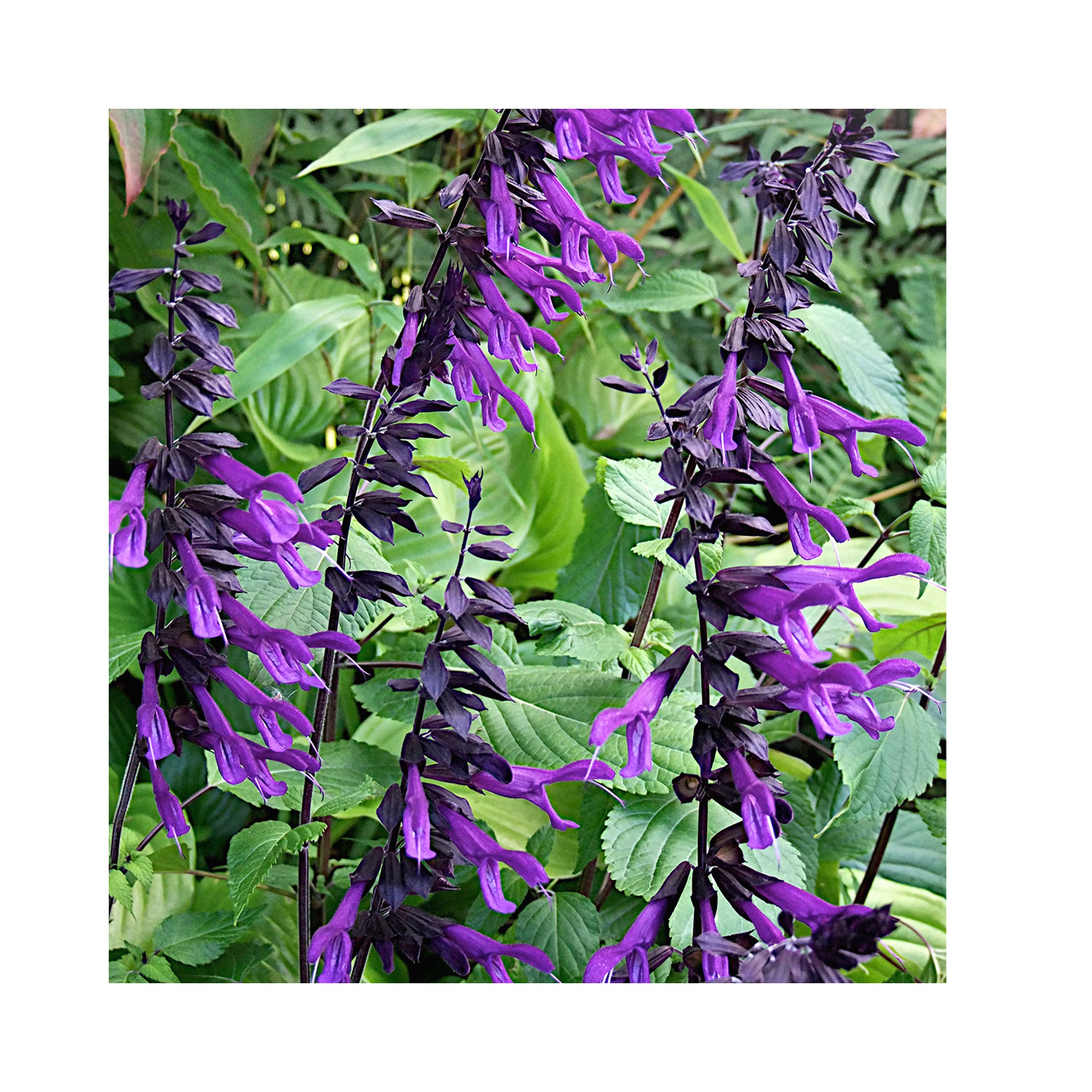 Salvia 9cm plant Collection, 6 different varieties