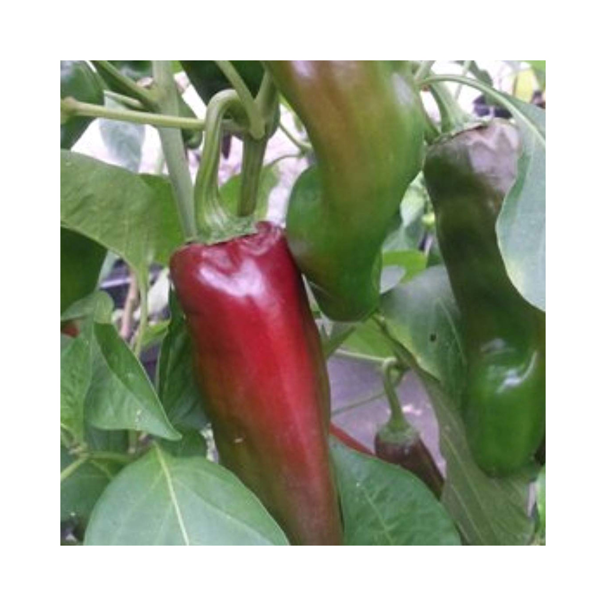 Chilli Anaheim