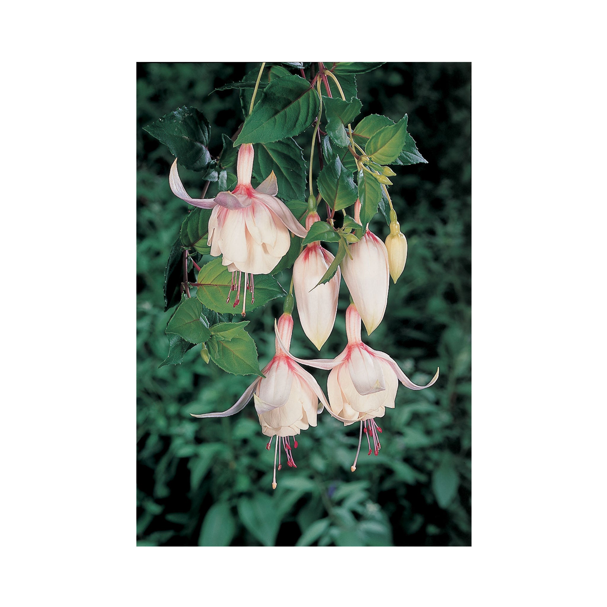 Bush Fuchsia Annabell