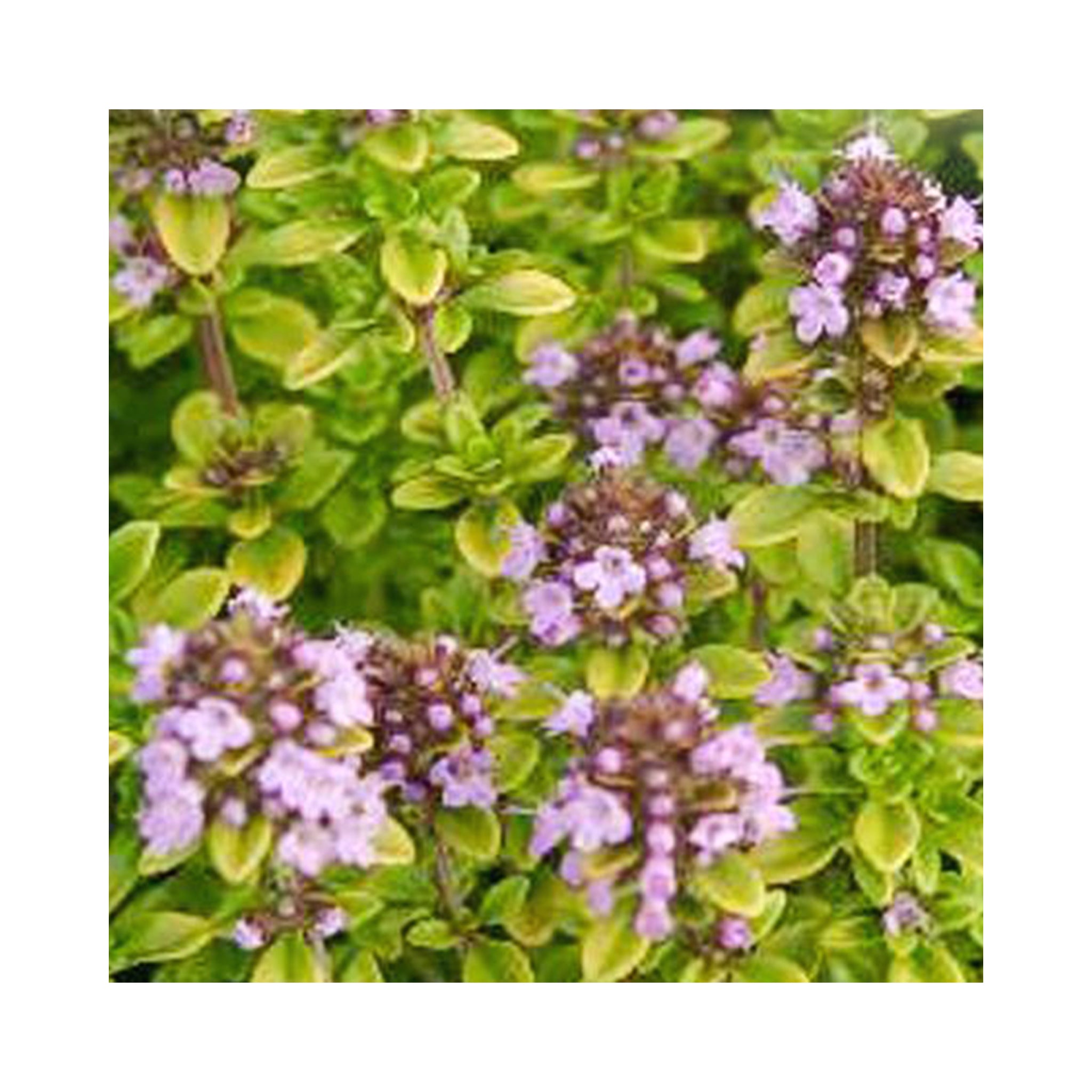 Thyme ultimate 12 Starter Plant collection