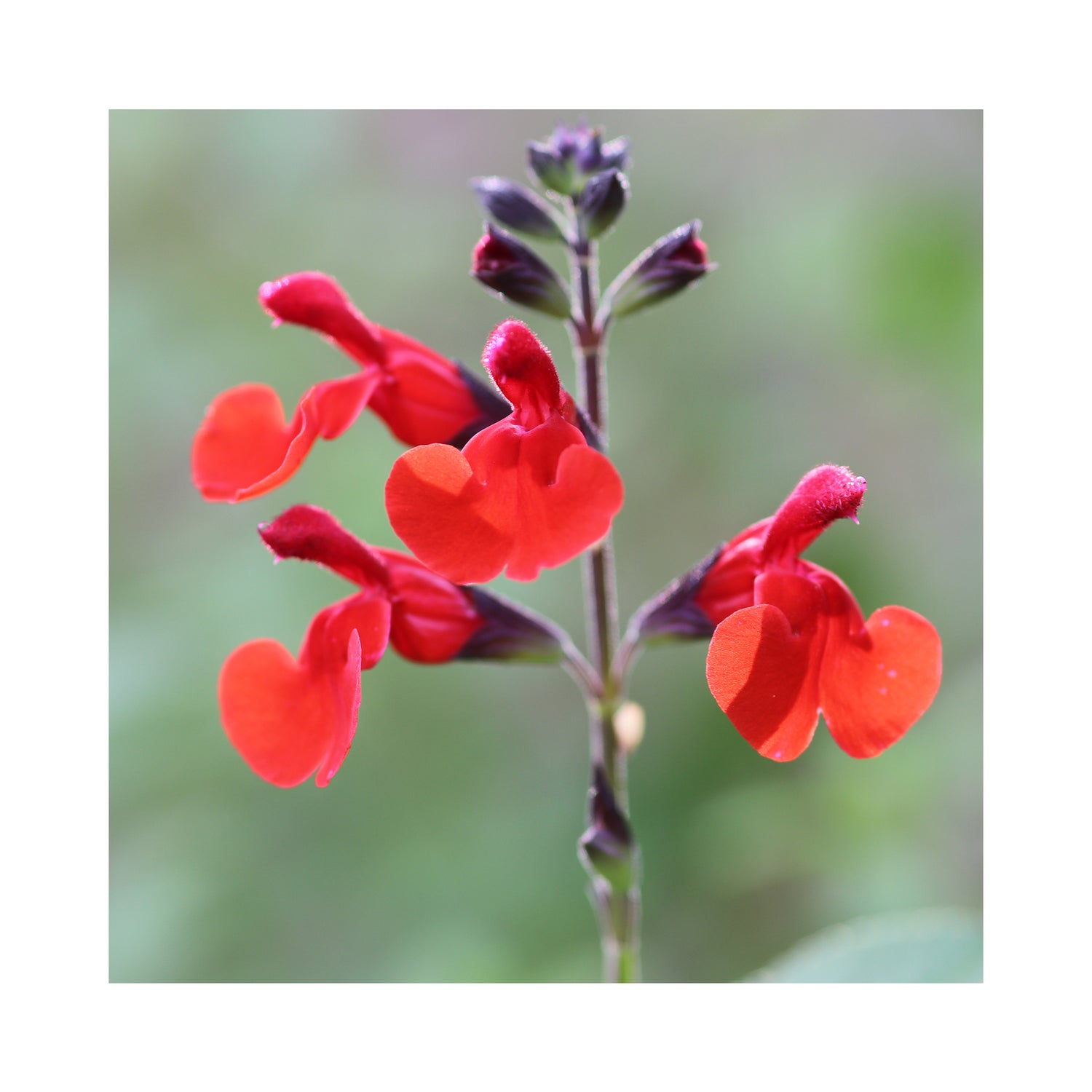 Ultimate Salvia Starter Plant Collection - 12 different varieties