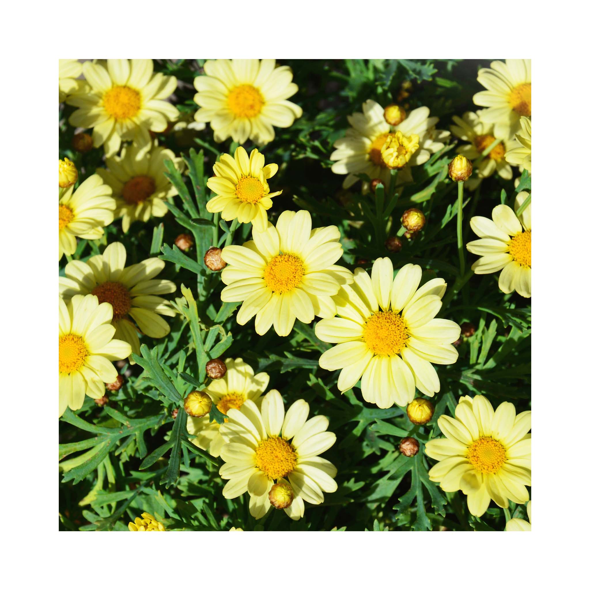 Argyranthemum Day-Zee collection of 6 starter plants