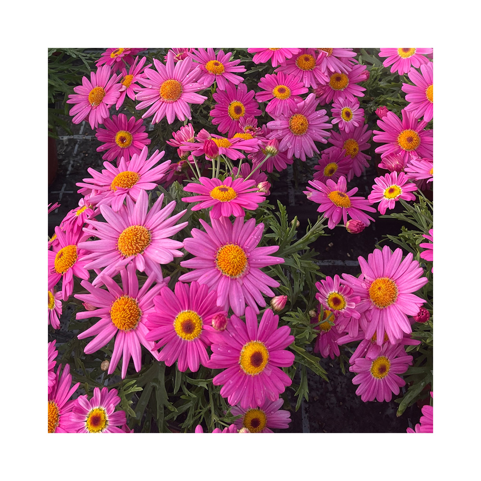 Argyranthemum Day-Zee collection of 6 starter plants