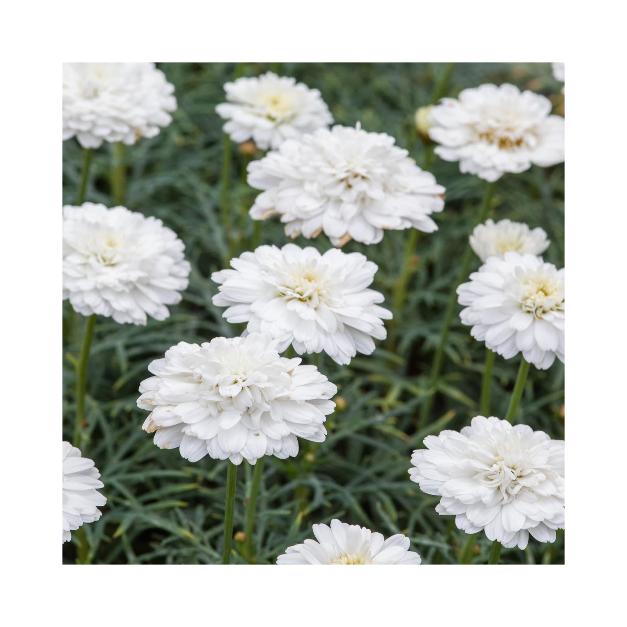 Argyranthemum Day-Zee collection of 6 starter plants