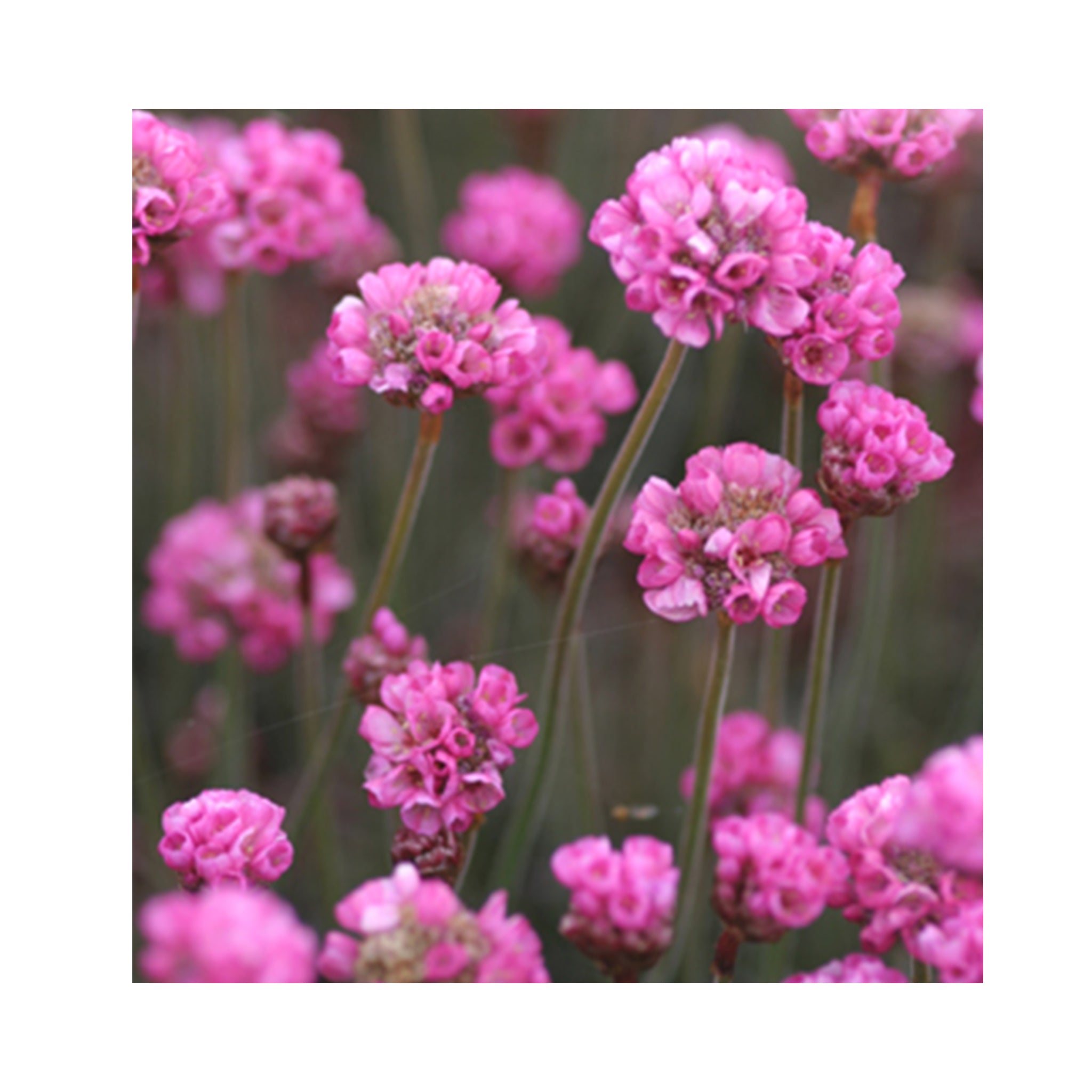 6 Pack of Hardy Perennial Cottage Garden Plants. Each Variety Labelled.