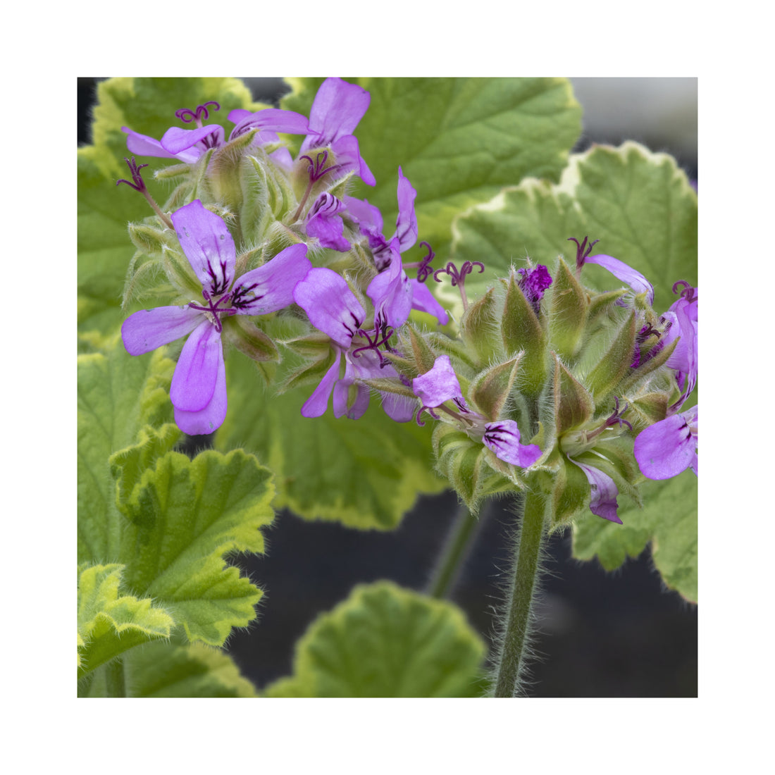 Scented Geranium Atomic Snowflake