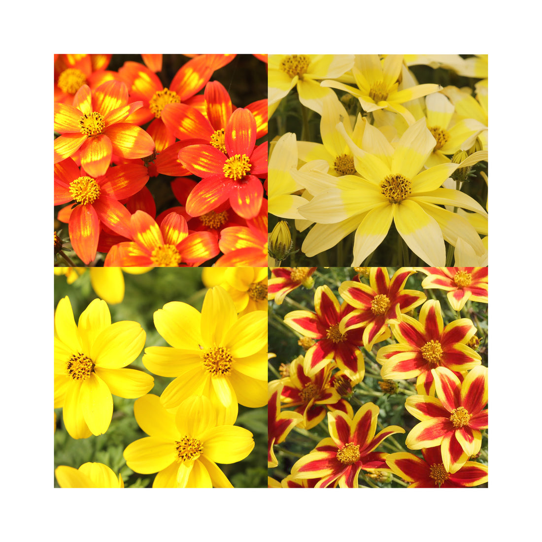 four different colour Bidens flowers deep red to light white
