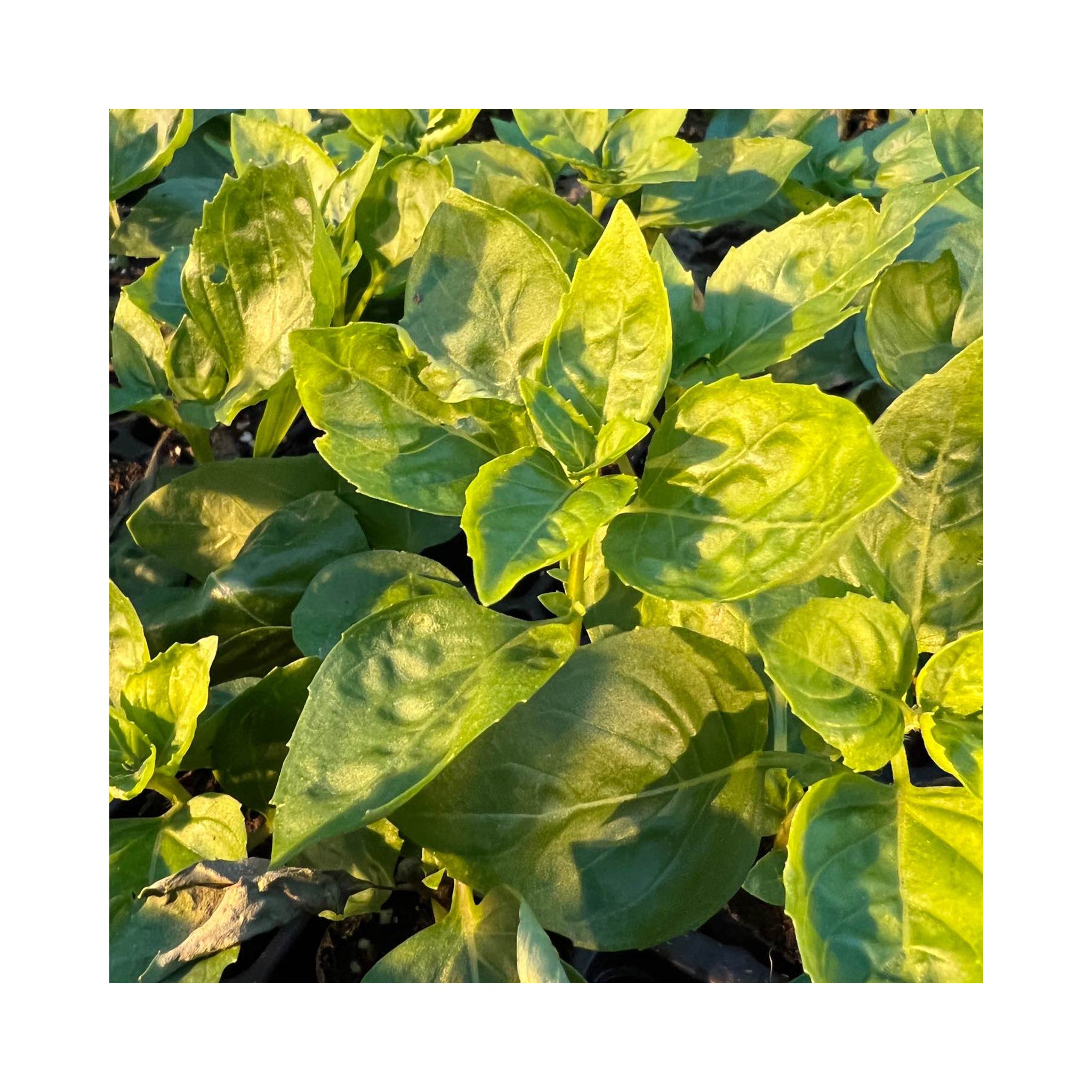 Basil collection of 6 starter plants.