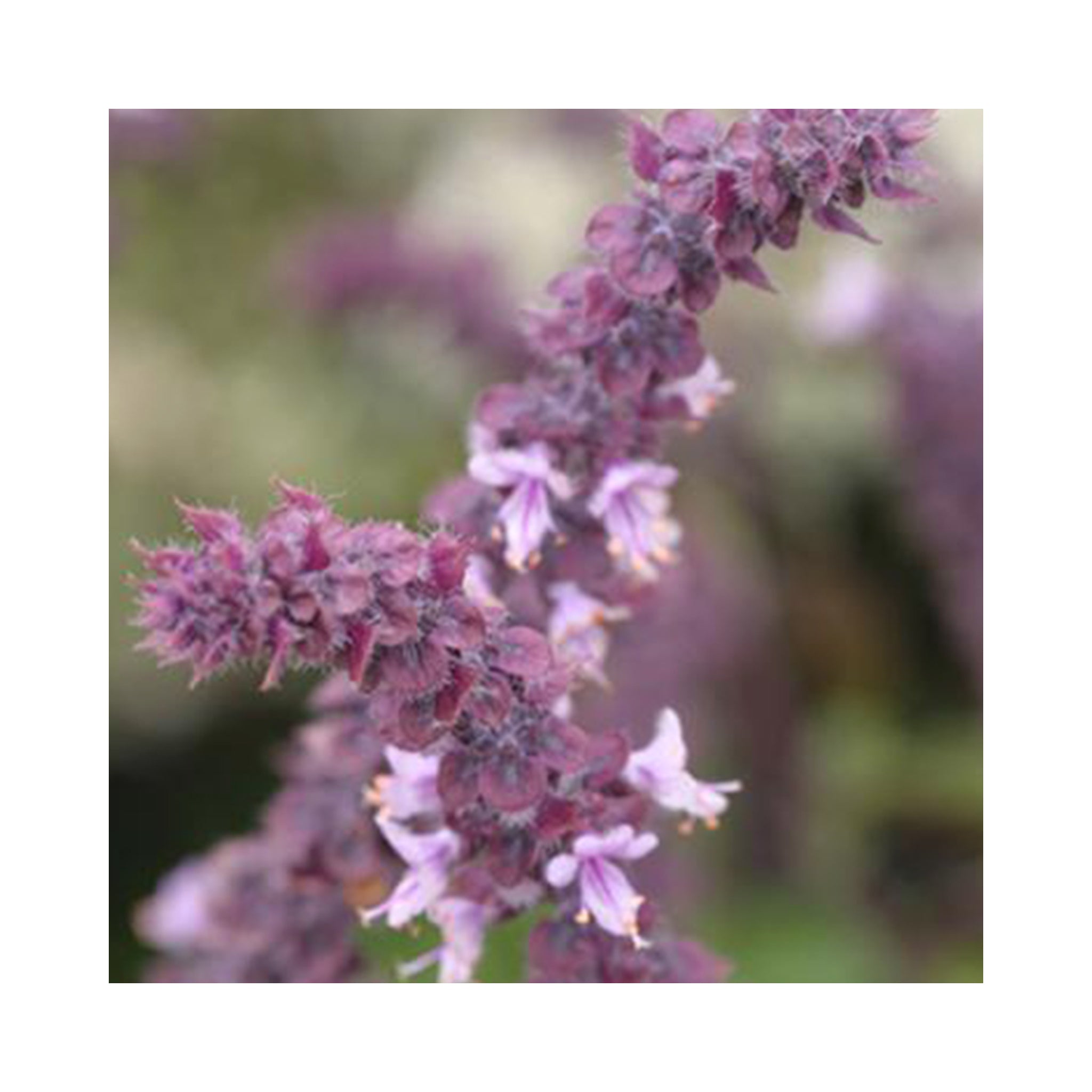 Basil Magic Mountain Purple