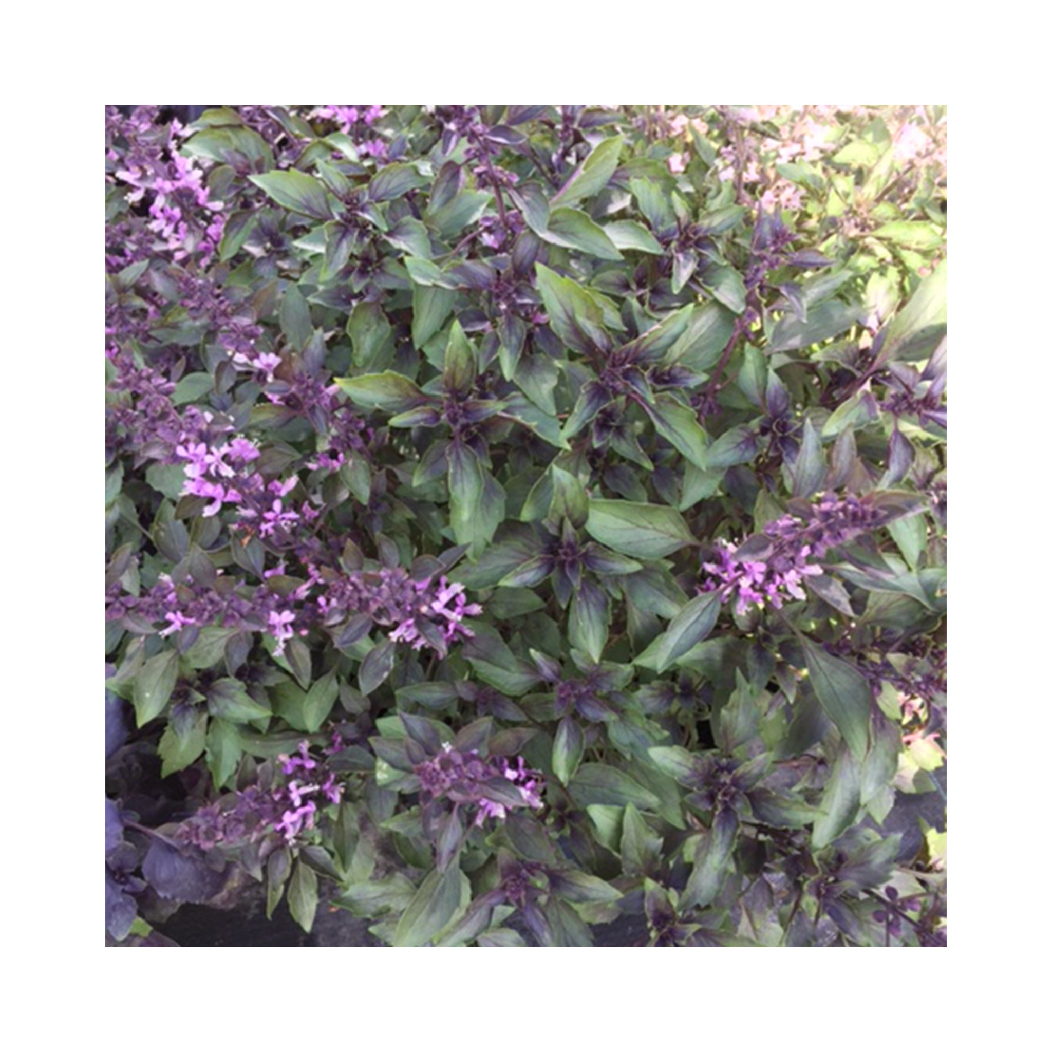 Basil collection of 6 starter plants.