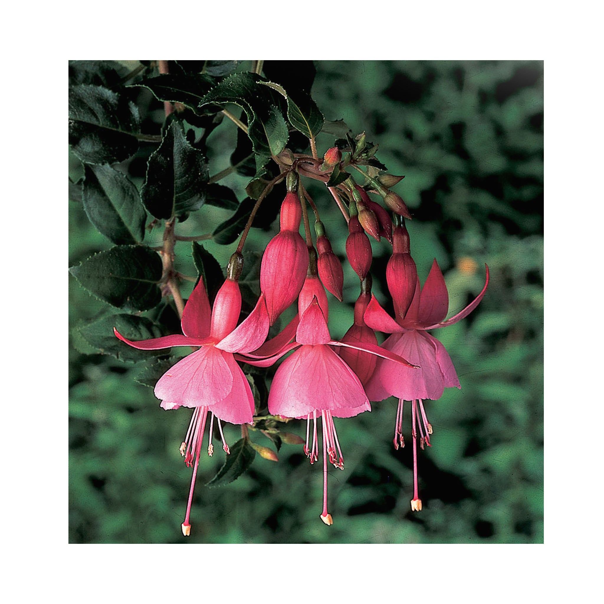 Bush Fuchsia Beacon Rosa