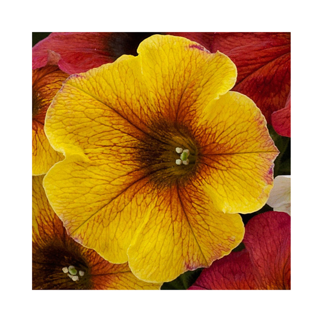 Petunia Beautical Caramel Yellow