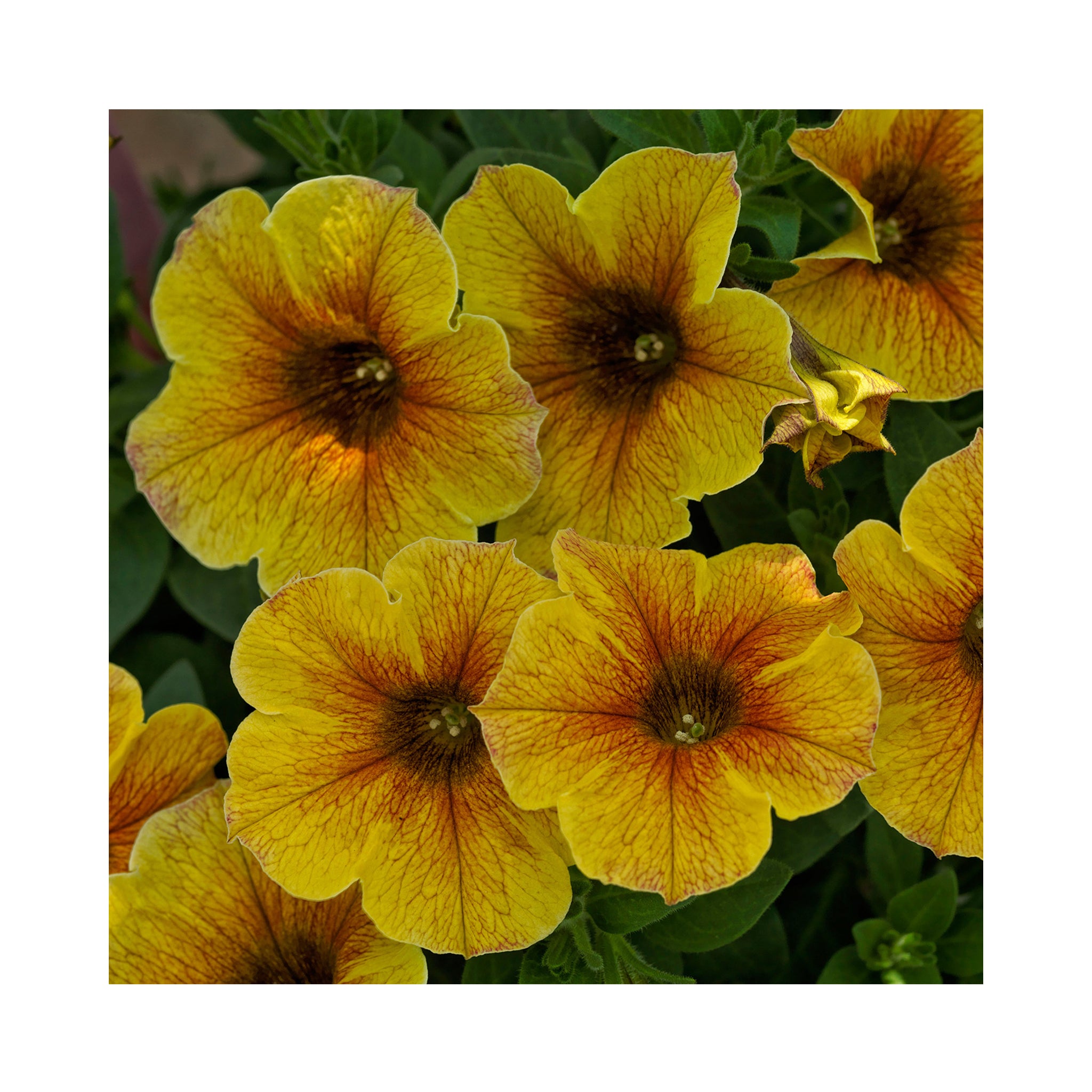 Petunia Beautical Caramel Yellow