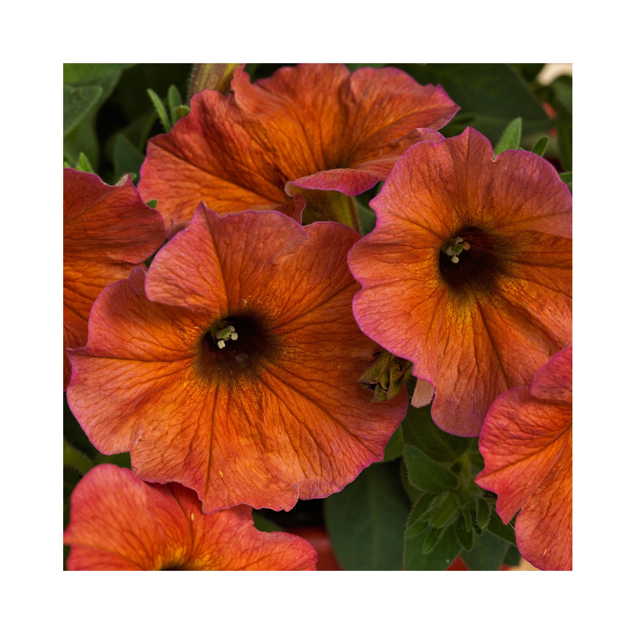 Petunia Beautical Sunset Collection