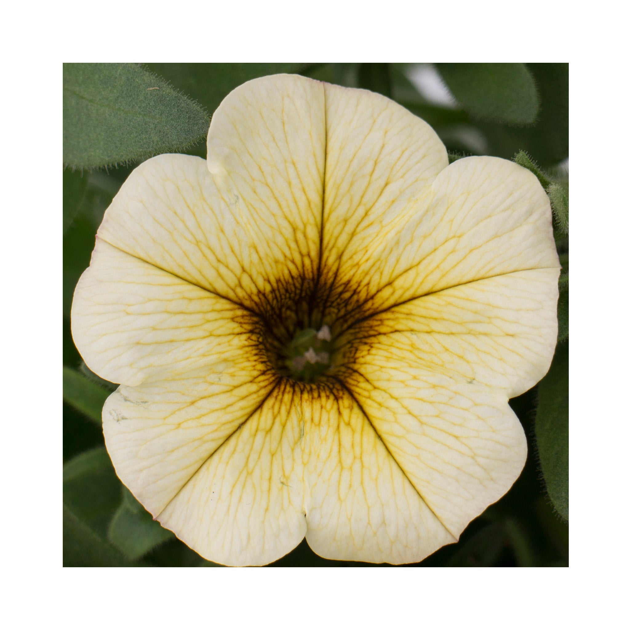 Petunia Beautical French Vanilla