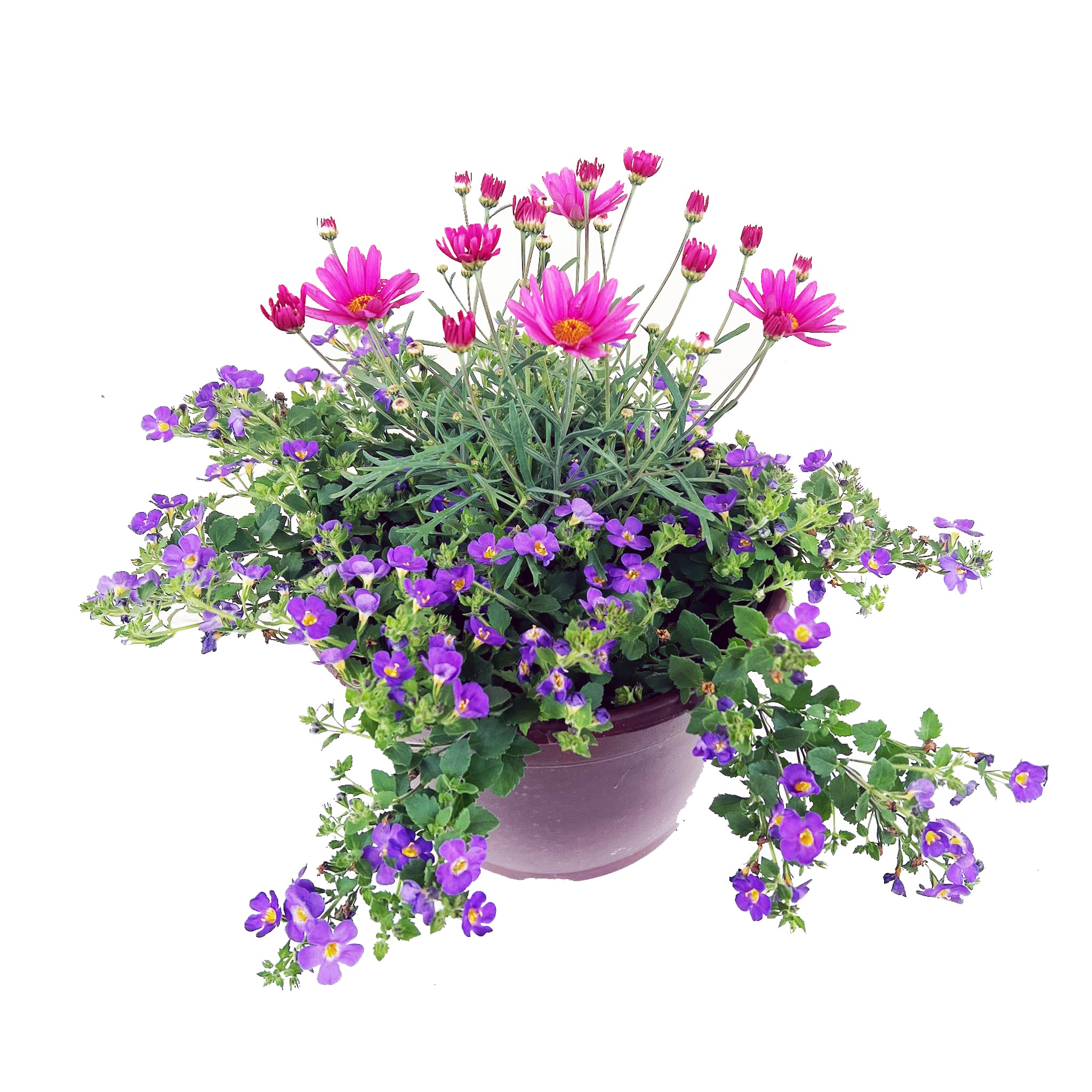 Beautiful Reds and Blues Container
