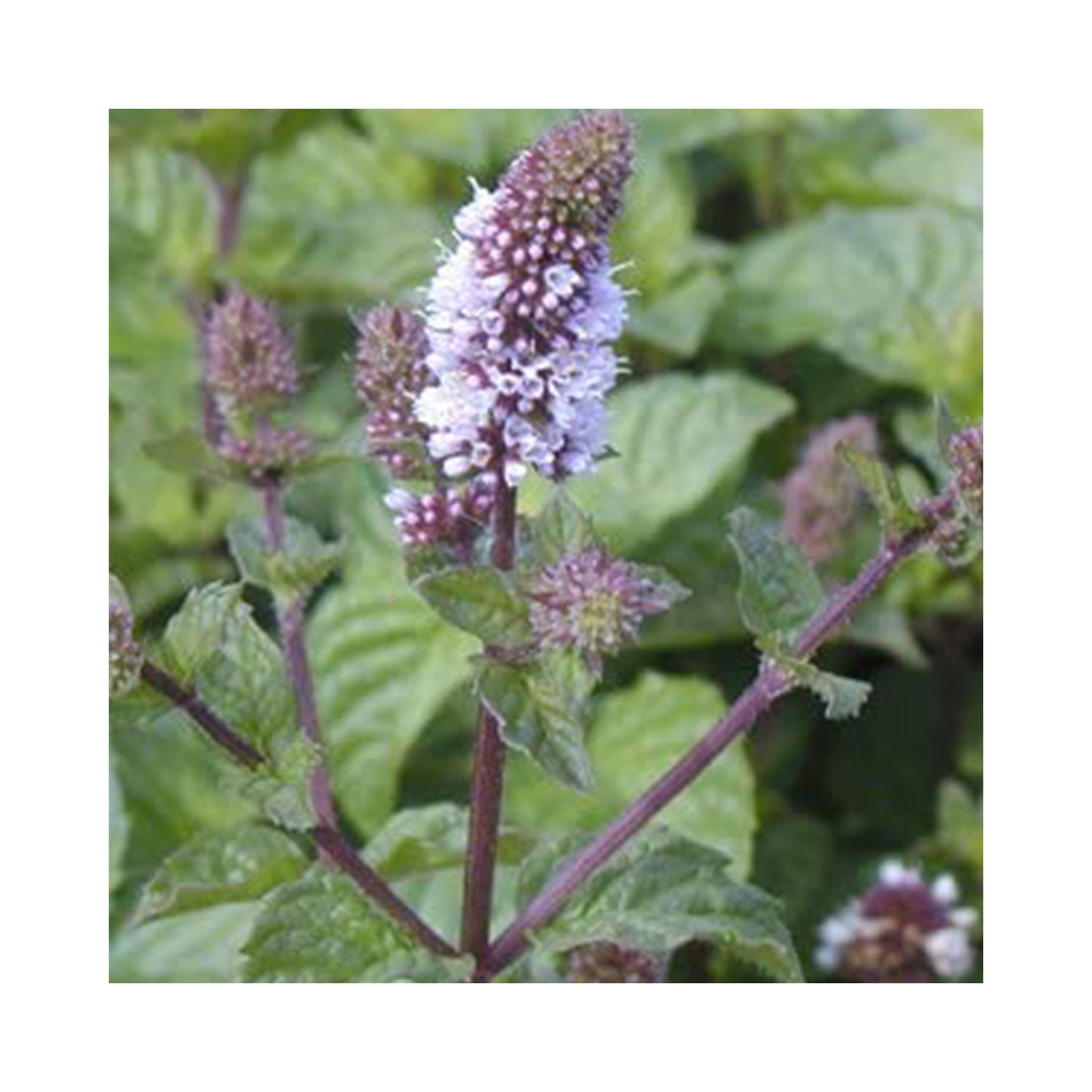 Mint Berries and Cream