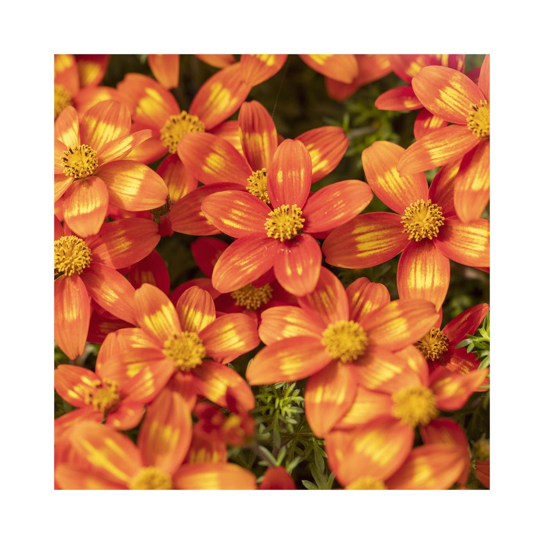 Deep red flowers with five petals. Splashes of yellow on the petals