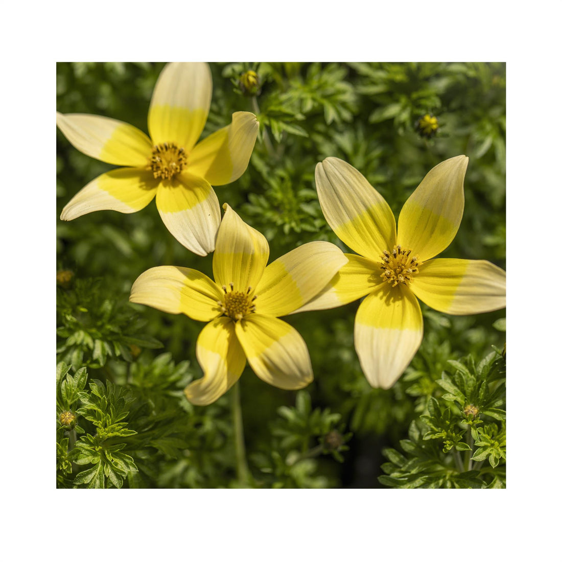 Daisy like flowers with bright yellow centre and white outer.