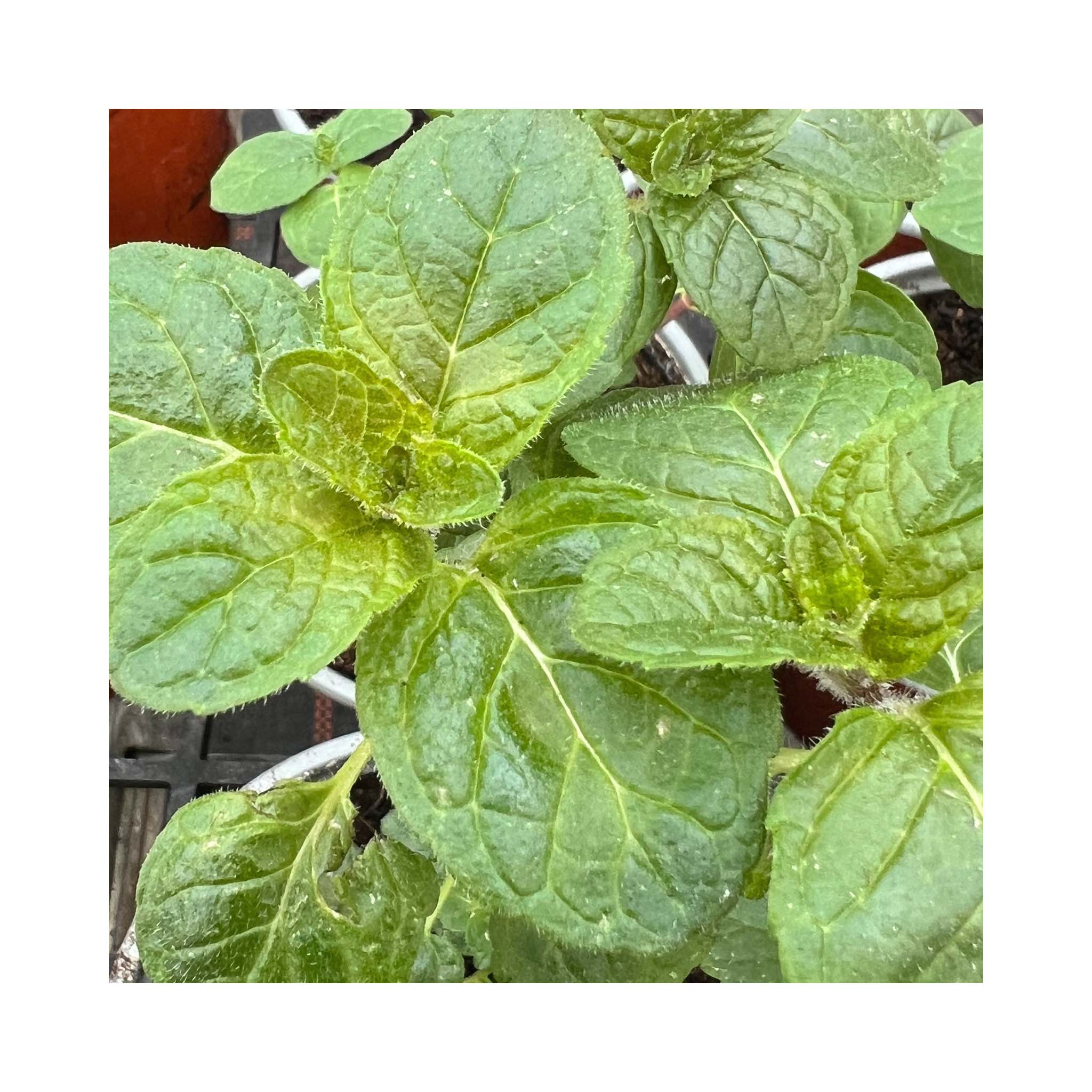 Mint Blackcurrant