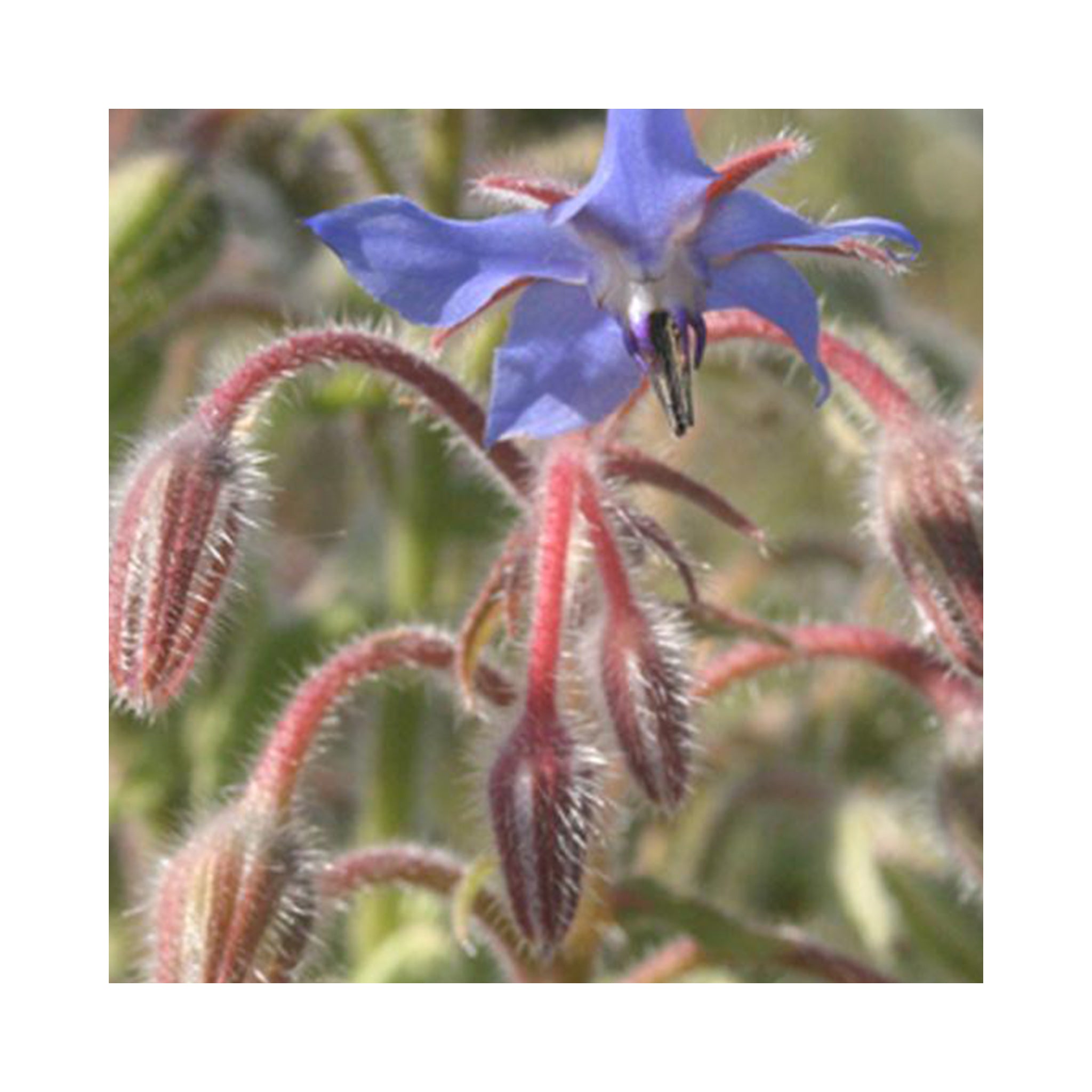 Blue Borage