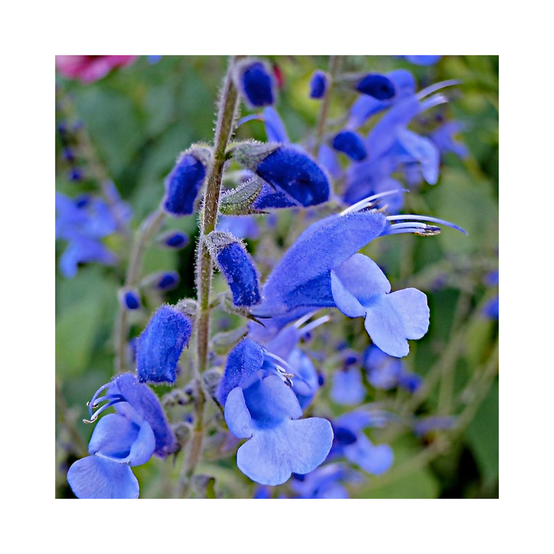 Salvia Blue Butterflies