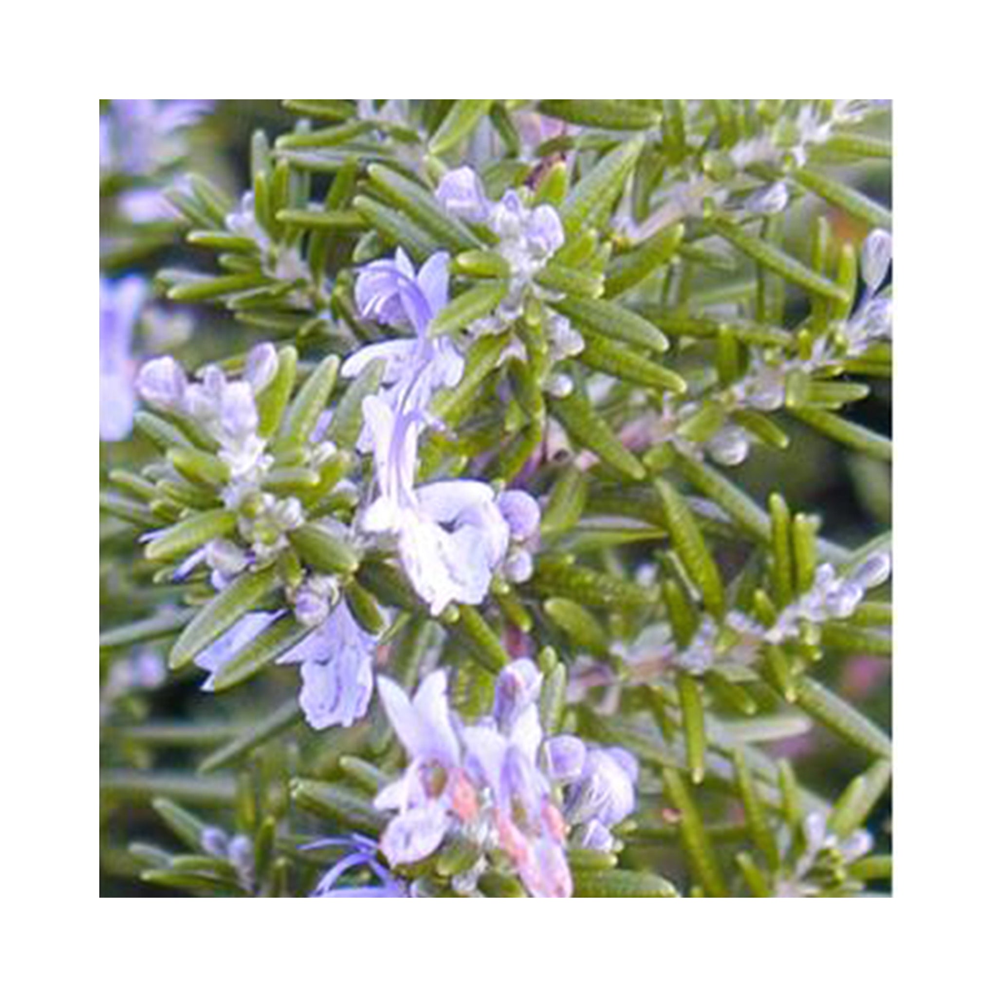 Rosemary Blue Lagoon