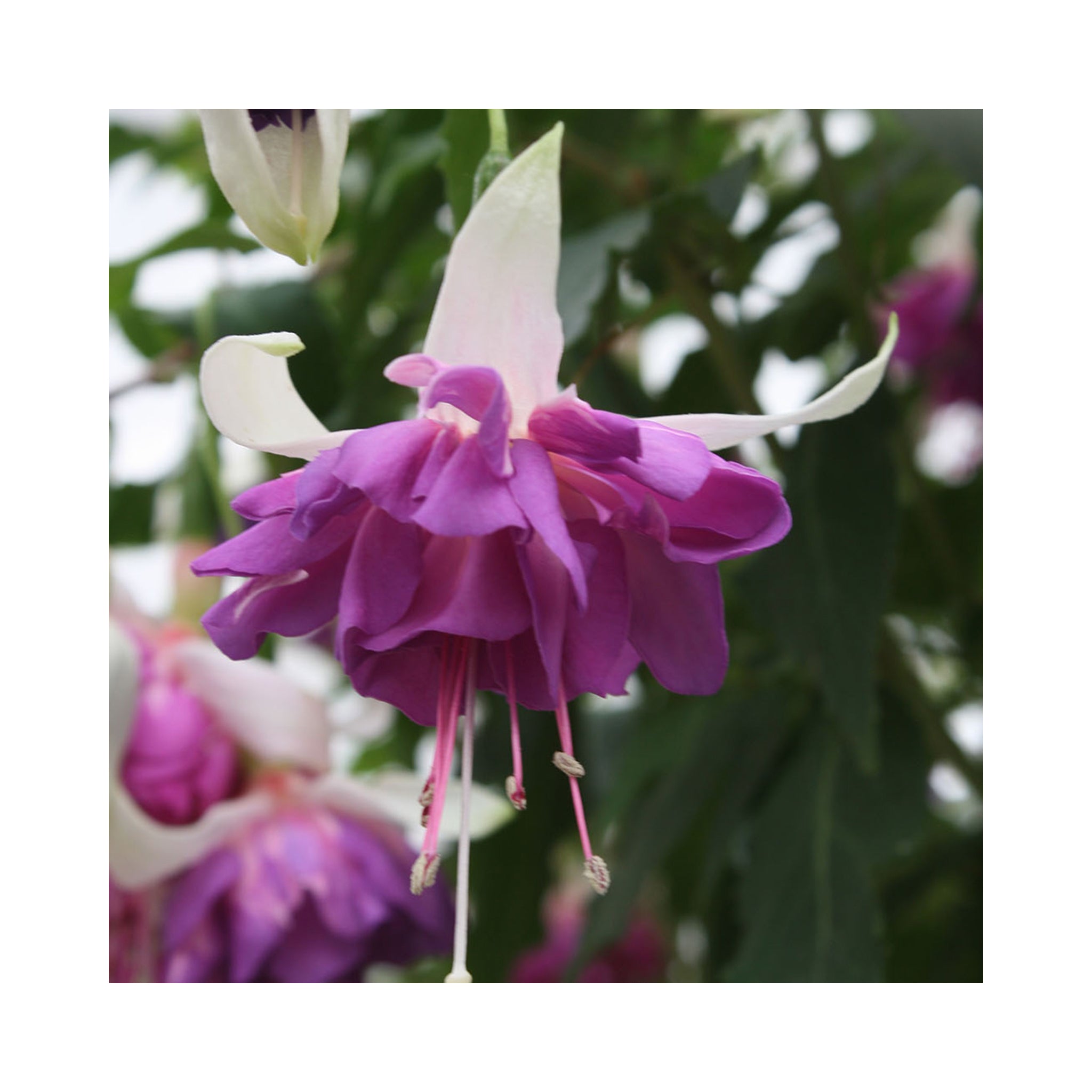 Bush Fuchsia Blue Mirage