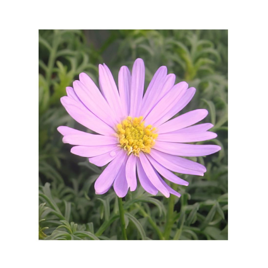 Pale mauve flower on a mid green plant