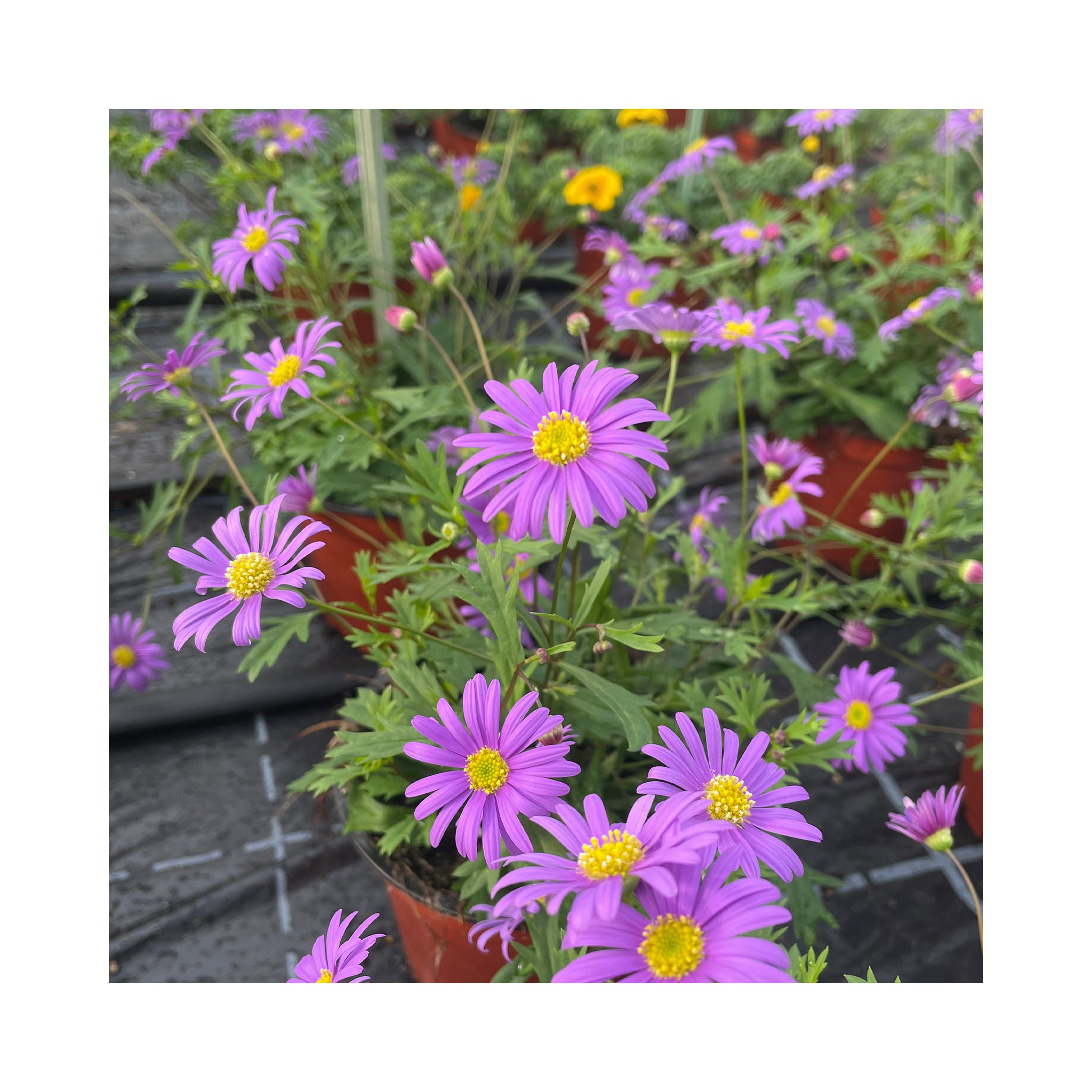 Pure violet daisy like flowers with yellow centre