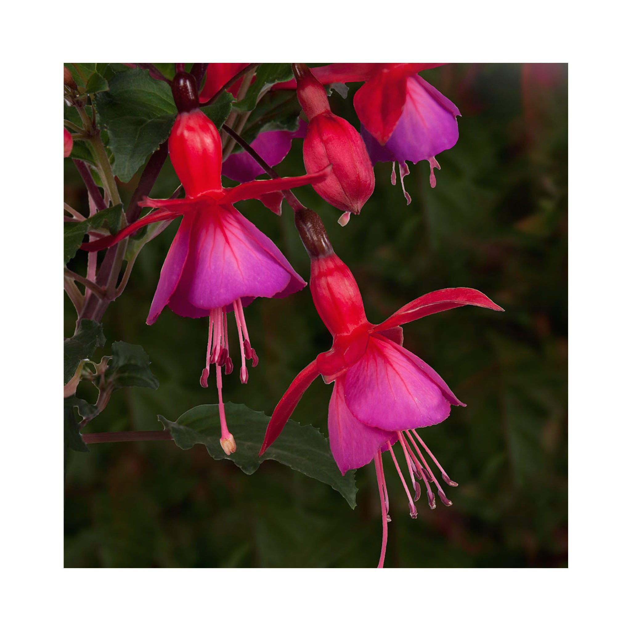 10 Mixed Bush/Upright Fuchsia Plug Plants - Stunning Fuchsia Collection