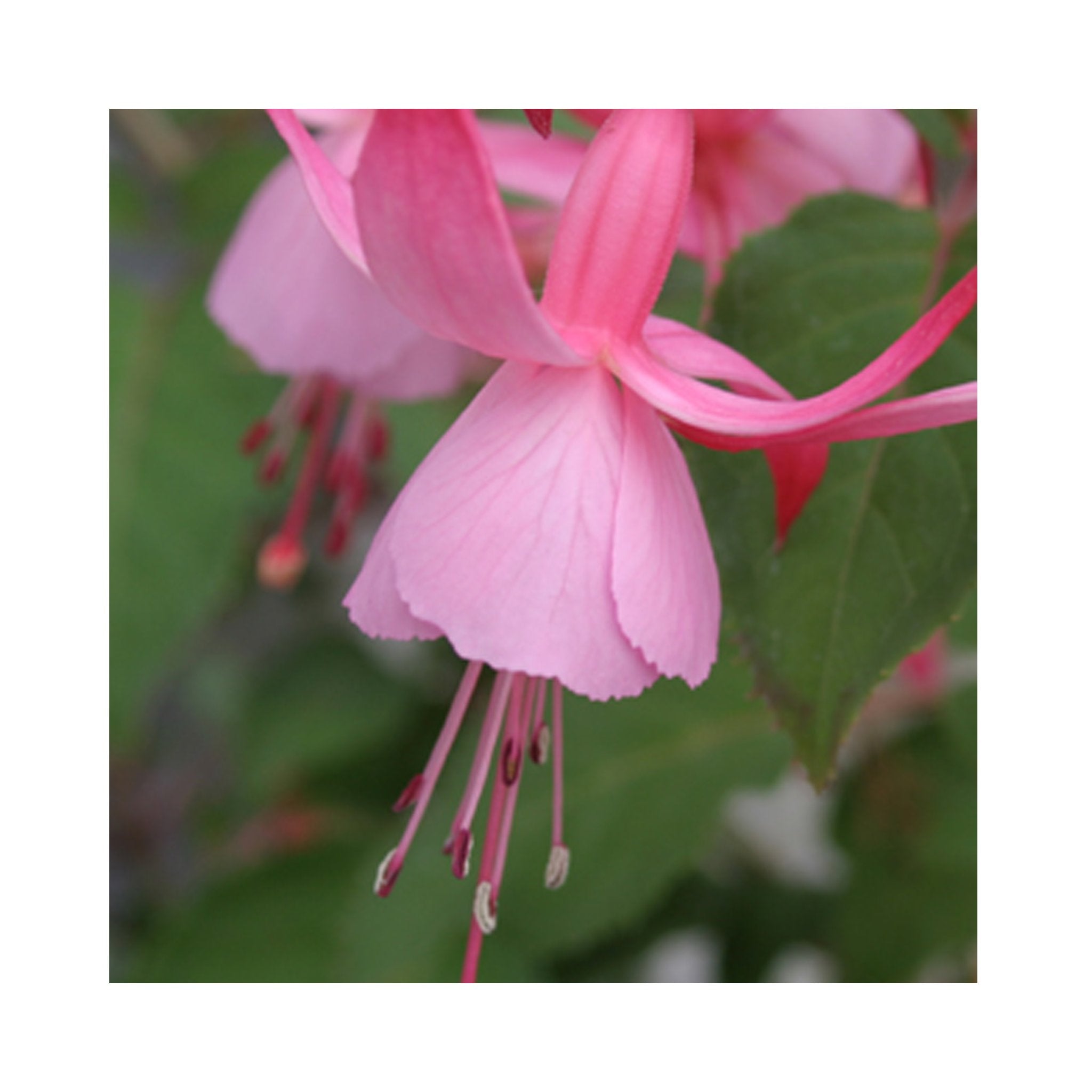 10 Mixed Bush/Upright Fuchsia Plug Plants - Stunning Fuchsia Collection