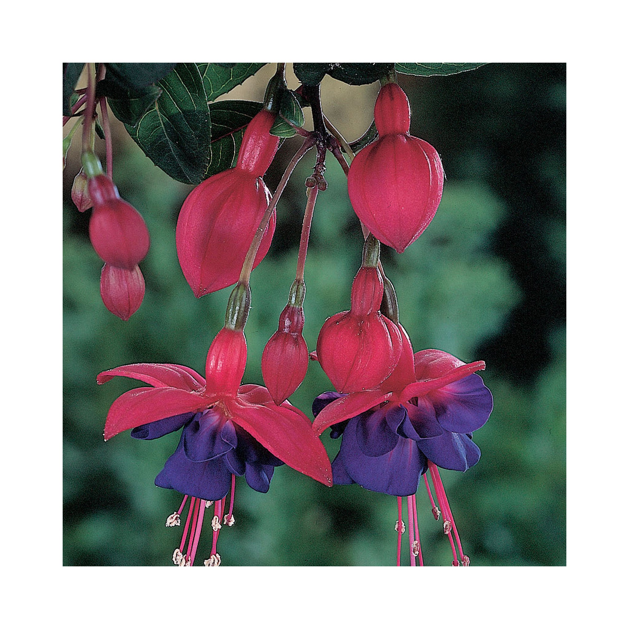 Bush Fuchsia General Monk