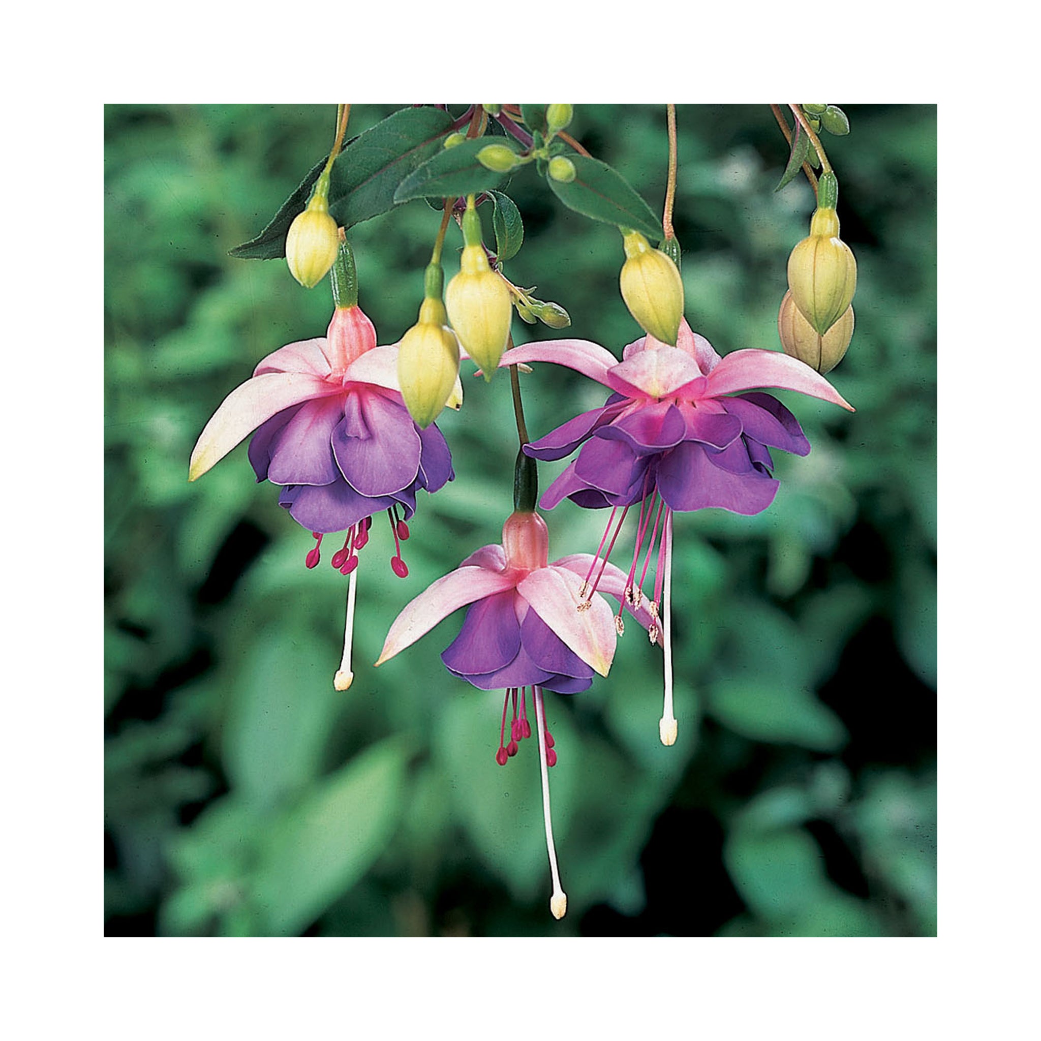 Bush Fuchsia Lena Dalton