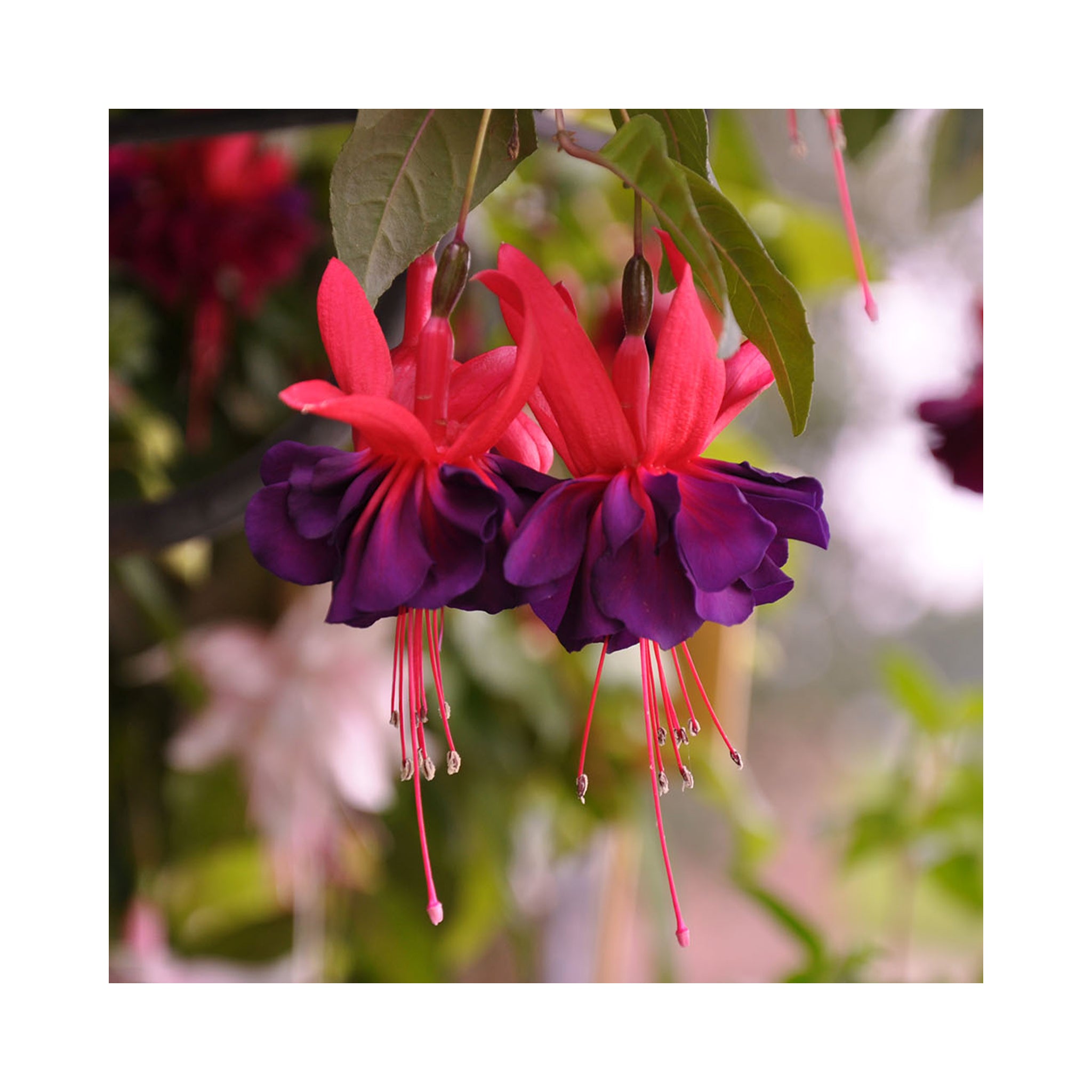 Bush Fuchsia Maori Maid